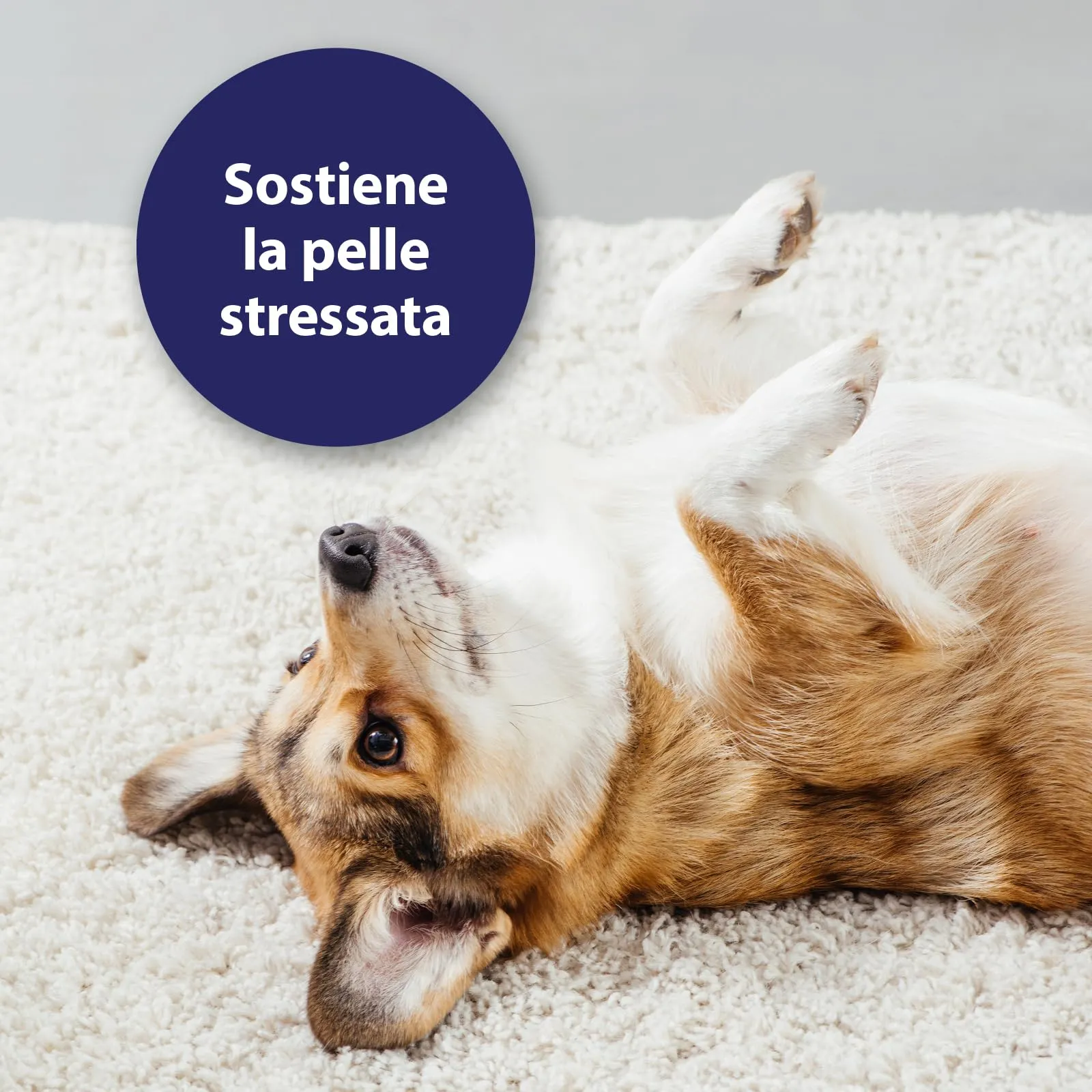 Canosept Micro Argento Spray per Cani 75ml - immagine 3