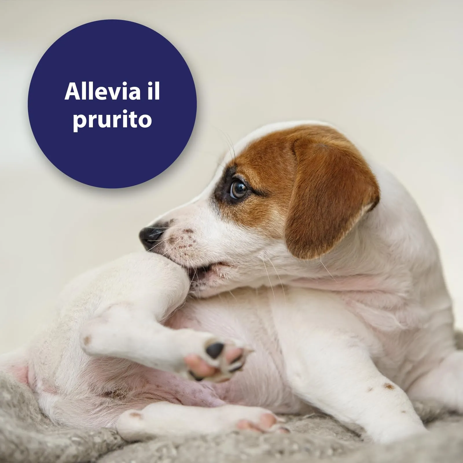 Canosept Micro Argento Spray per Cani 75ml - immagine 5
