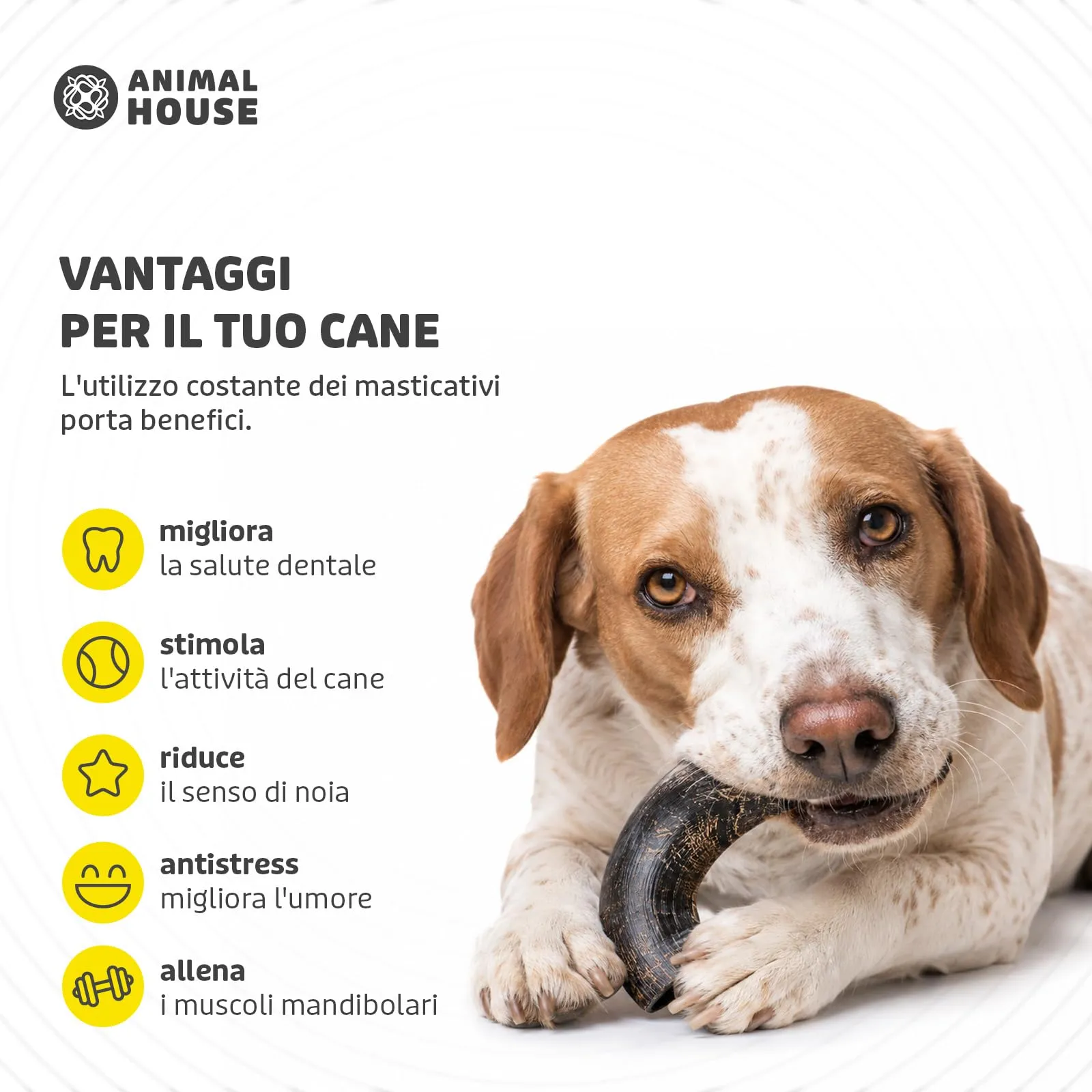 Animal House Corna di Bufalo per Cani, Masticativo Naturale, Taglia M - immagine 6