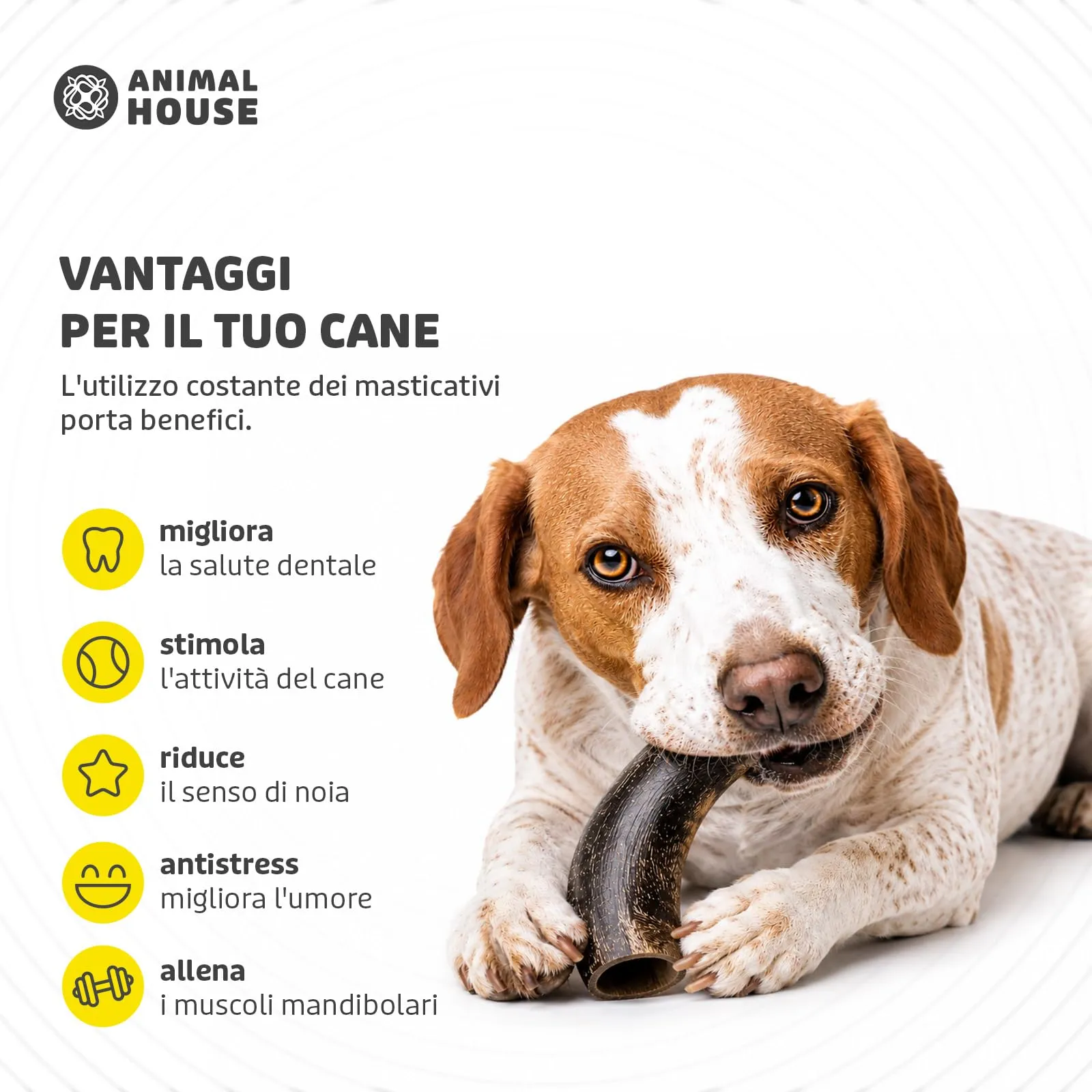 Animal House Corna di Bufalo per Cani, Taglia S - immagine 6