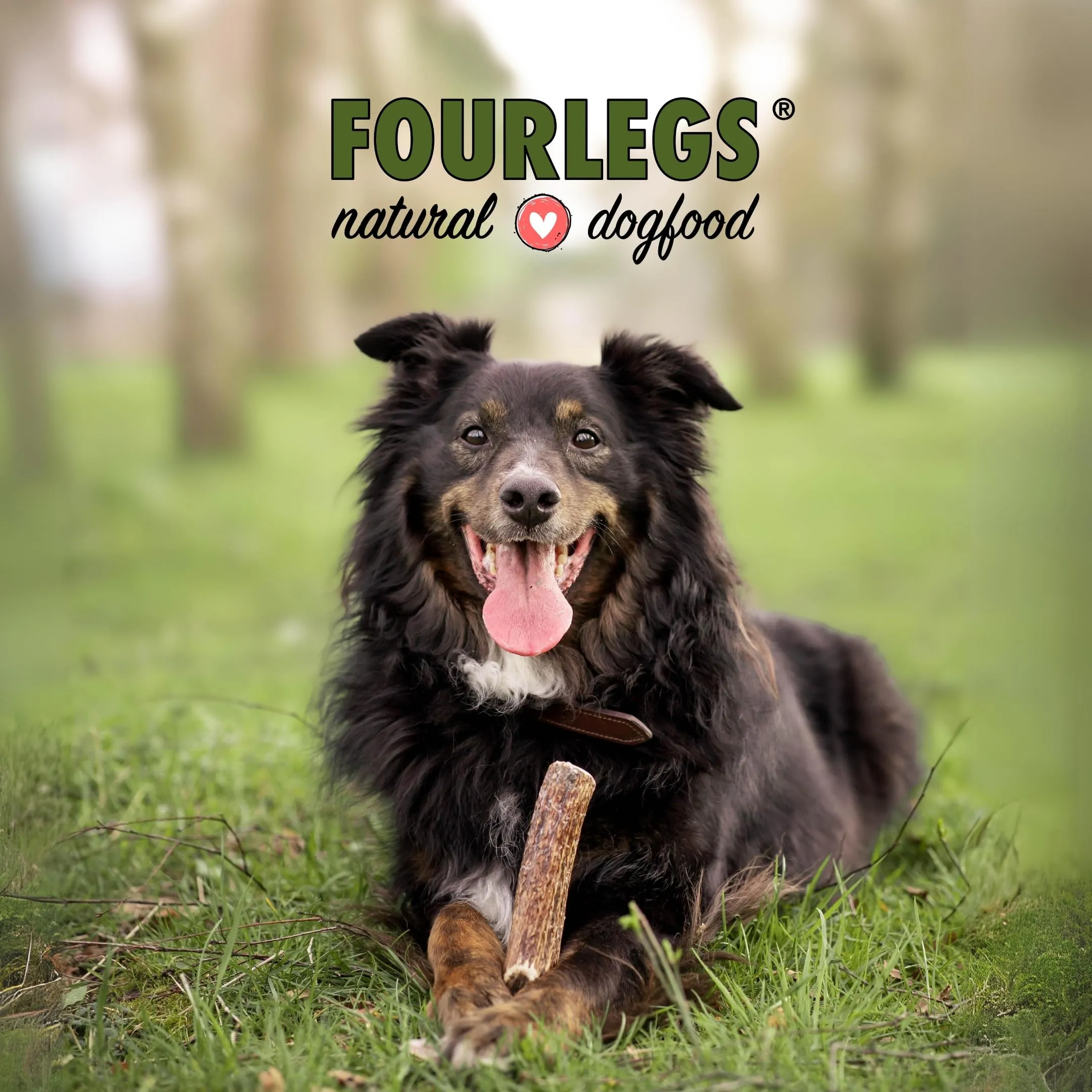 FOURLEGS Snack per Cani 100% Corno di Cervo, Taglia L Intero, 5 Pezzi - immagine 8