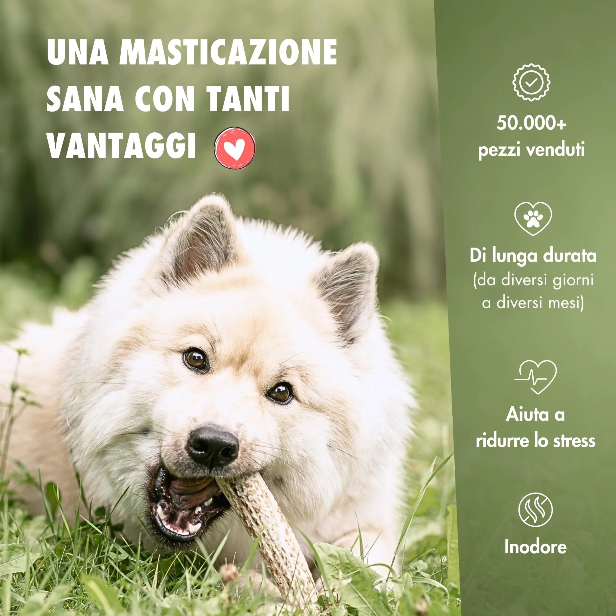 FOURLEGS Snack per Cani Corno di Cervo, Taglia S Intero, 5 Pezzi - immagine 5