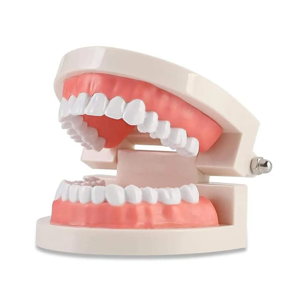 WANGCL Modello Dentale Anatomico per Insegnamento e Cura Orale per Bambini - immagine 1