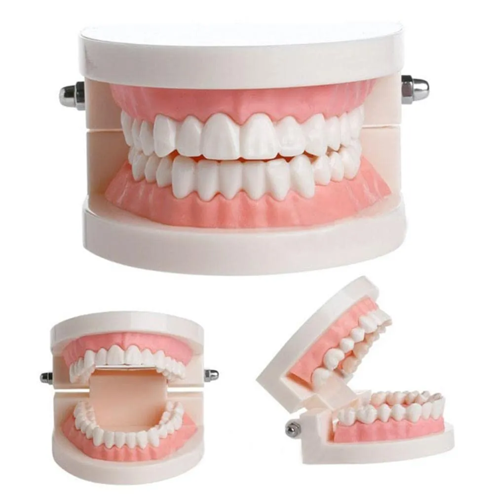 WANGCL Modello Dentale Anatomico per Insegnamento e Cura Orale per Bambini - immagine 2