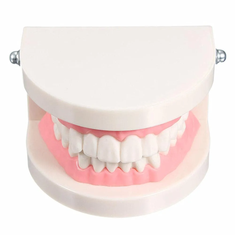 WANGCL Modello Dentale Anatomico per Insegnamento e Cura Orale per Bambini - immagine 3