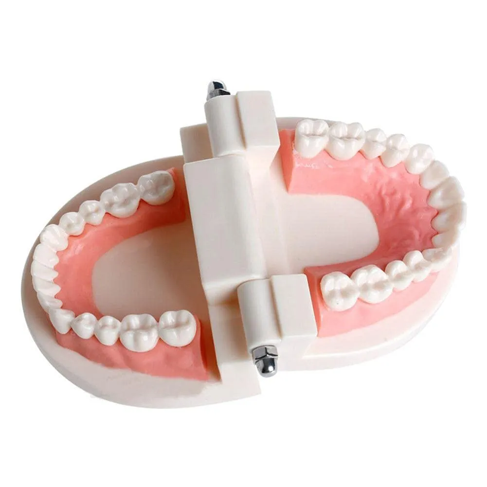 WANGCL Modello Dentale Anatomico per Insegnamento e Cura Orale per Bambini - immagine 4