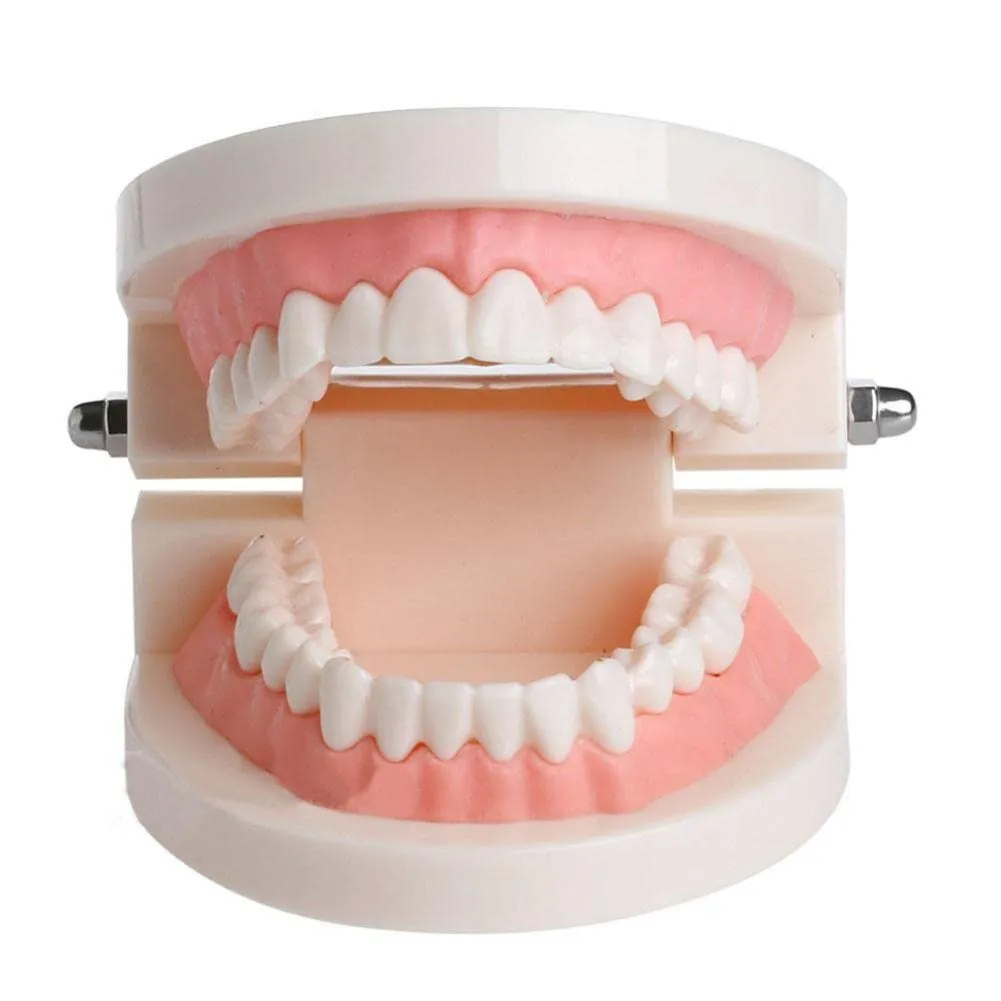 WANGCL Modello Dentale Anatomico per Insegnamento e Cura Orale per Bambini - immagine 5