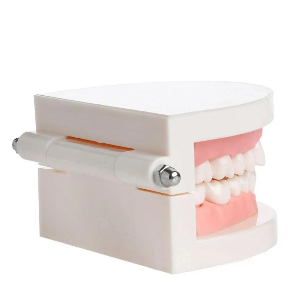 WANGCL Modello Dentale Anatomico per Insegnamento e Cura Orale per Bambini - immagine 6