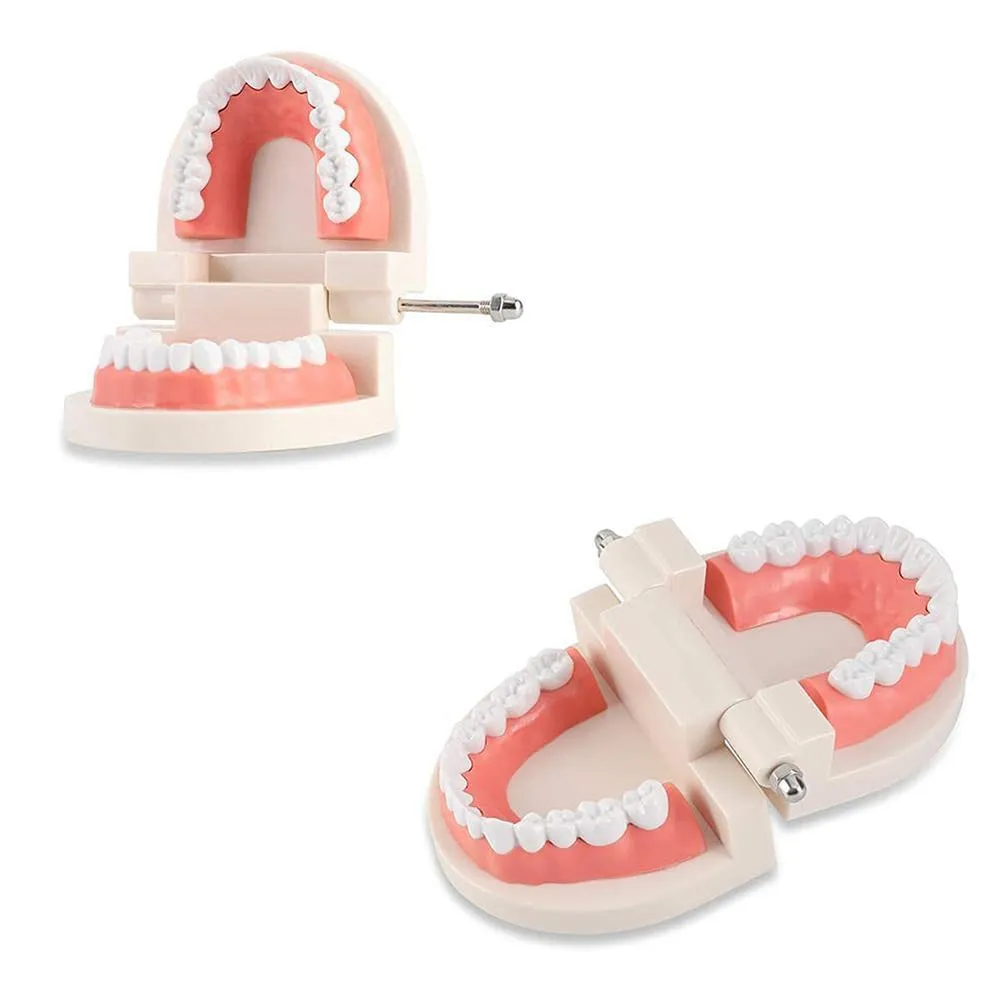 WANGCL Modello Dentale Anatomico per Insegnamento e Cura Orale per Bambini - immagine 7