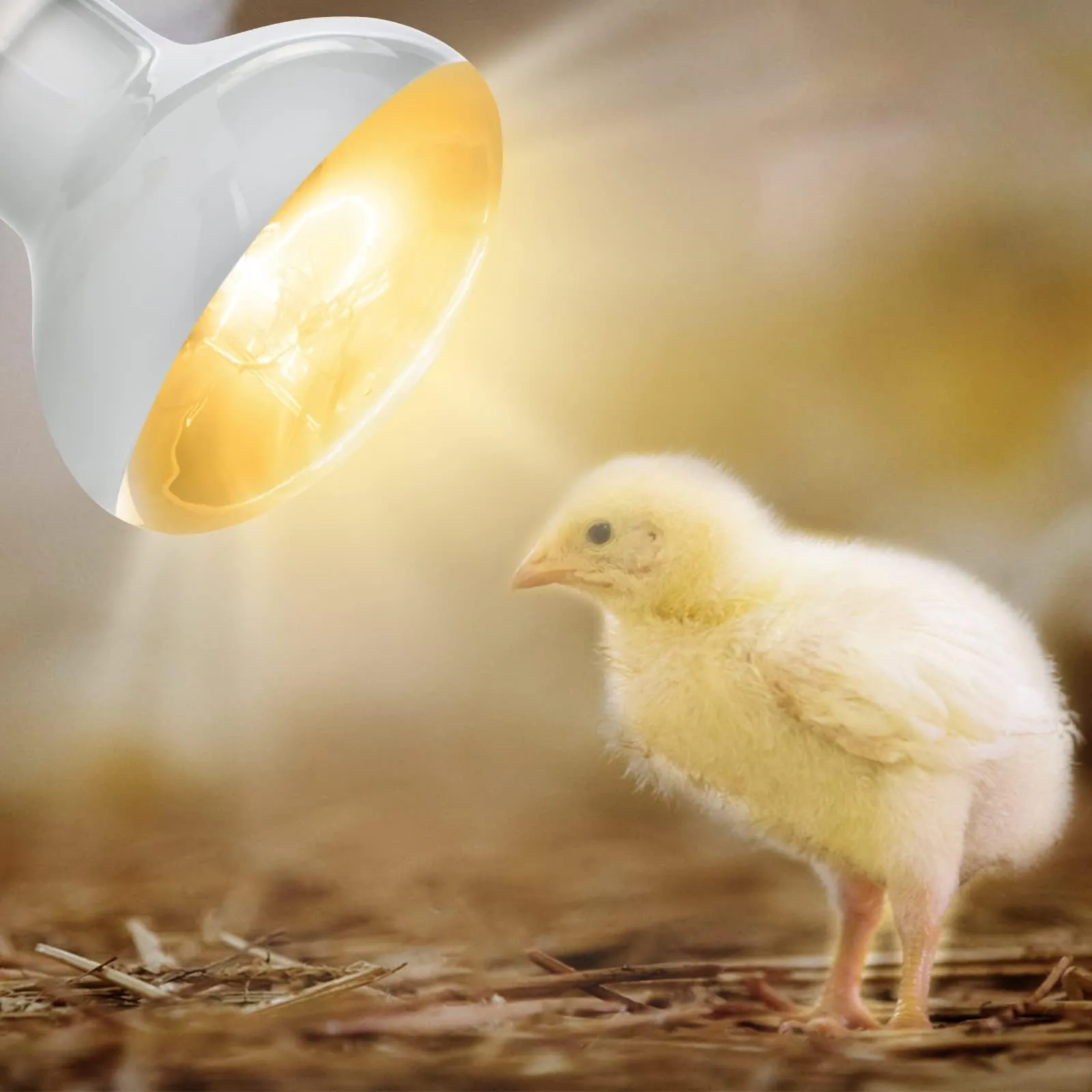 Adiwo Lampada Calore UVA per Rettili, 2 Pezzi 25W E27 per Tartarughe, Serpenti, Lucertole e Camaleonti - immagine 6