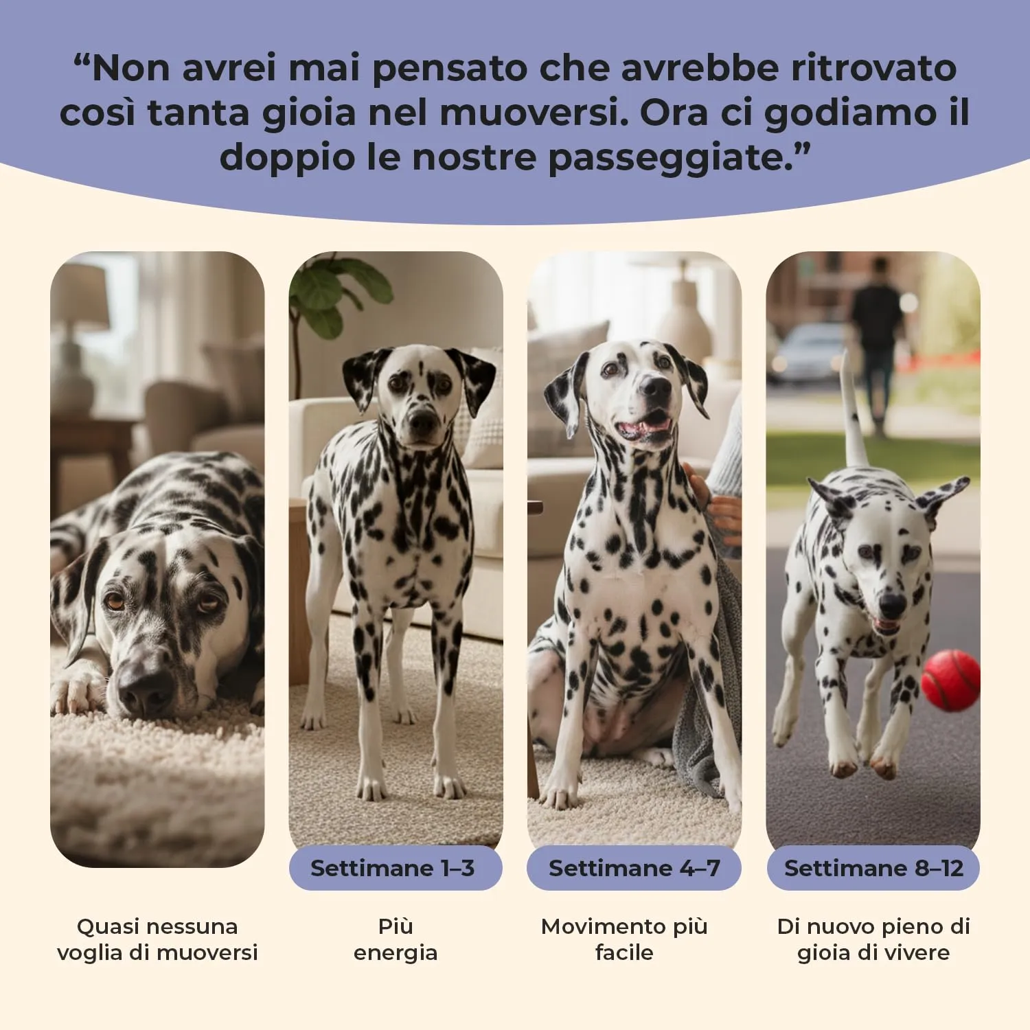 paselo Integratore Cane Articolazioni, 120 Compresse, 13 Principi Attivi - immagine 3