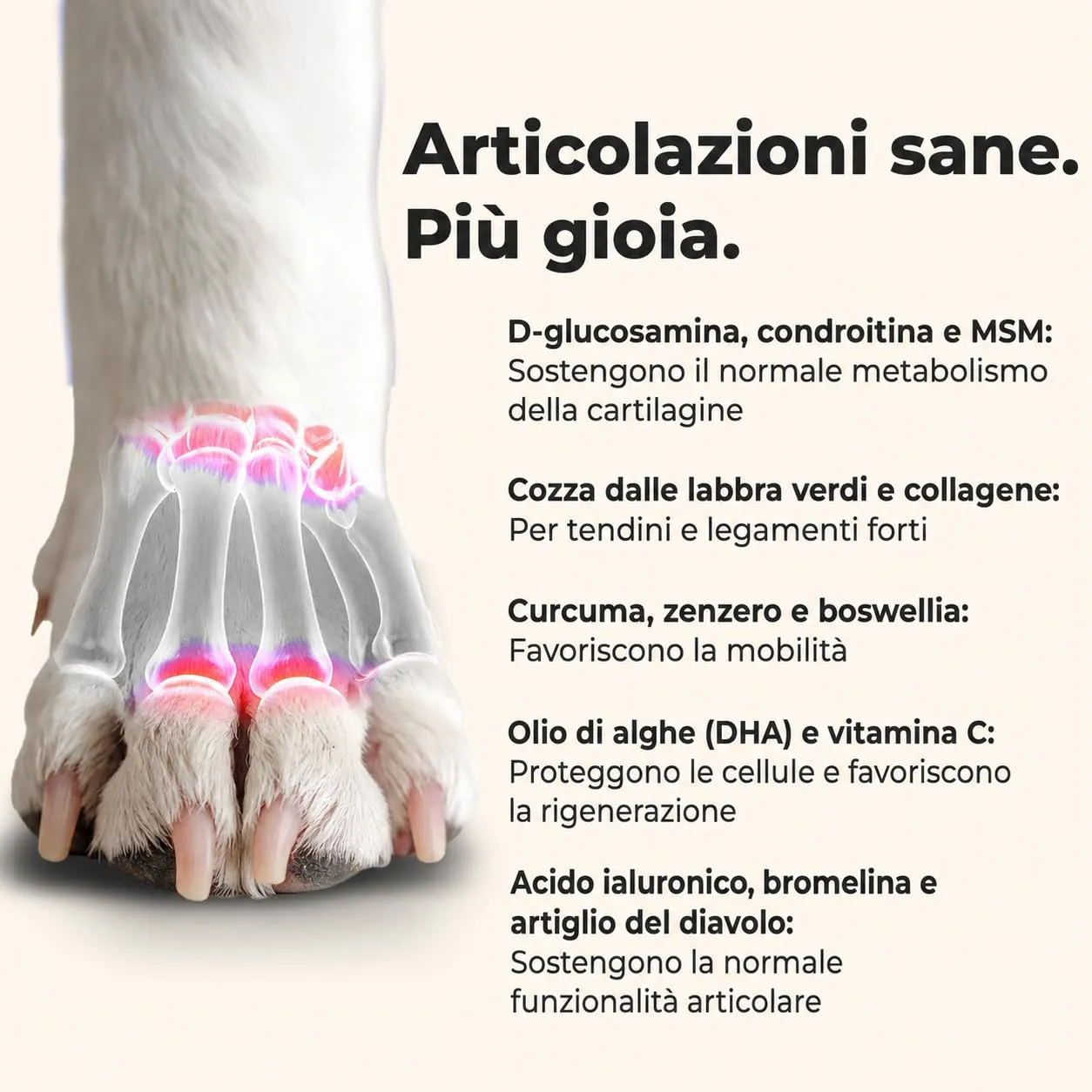 paselo Integratore Cane Articolazioni, 120 Compresse, 13 Principi Attivi - immagine 4