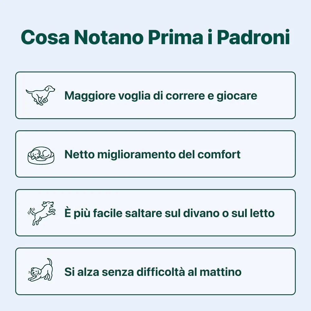 DogSuppy Ossa & Articolazioni con Glucosamina, Collagene, Cozza Verde e MSM per Cani, 60 Unità - immagine 3