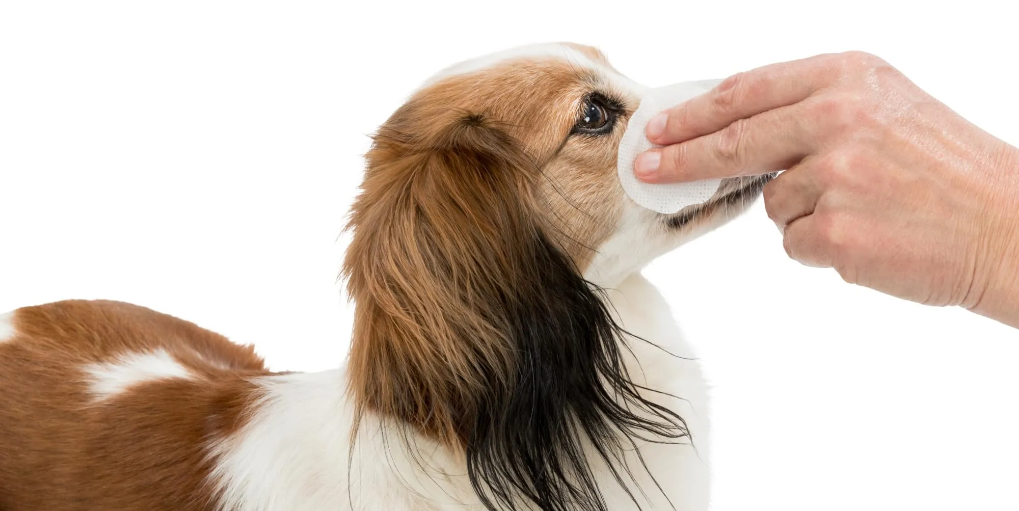 Trixie Pads Monouso per la Cura degli Occhi con Aloe Vera e Provitamina B5, 100 Pezzi - immagine 2