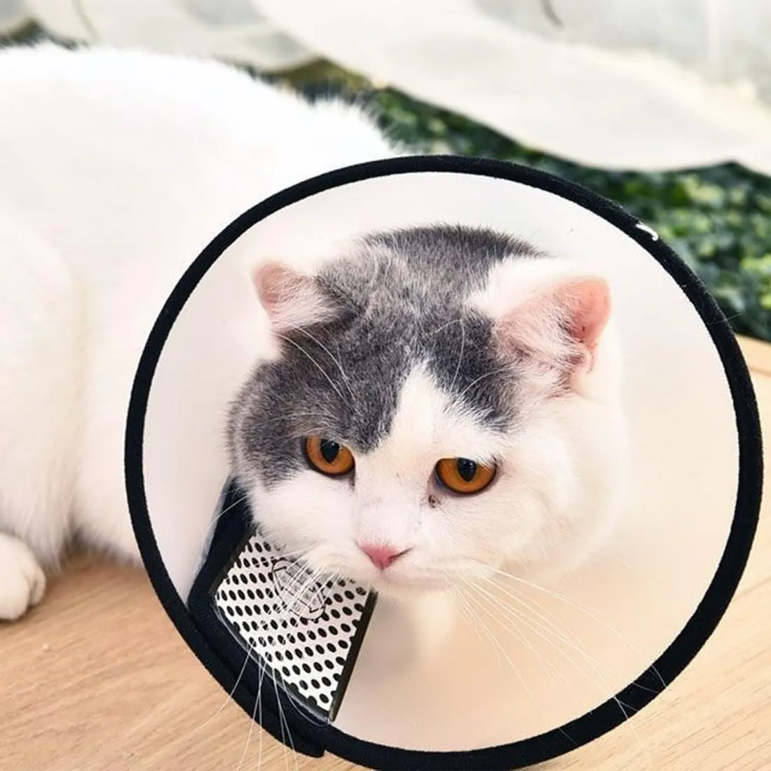 AFCJLTO Cône Collerette en Plastique Protecteur de Cou Réglable Anti-Morsure pour chats et petits chiens (27-31cm) - immagine 2