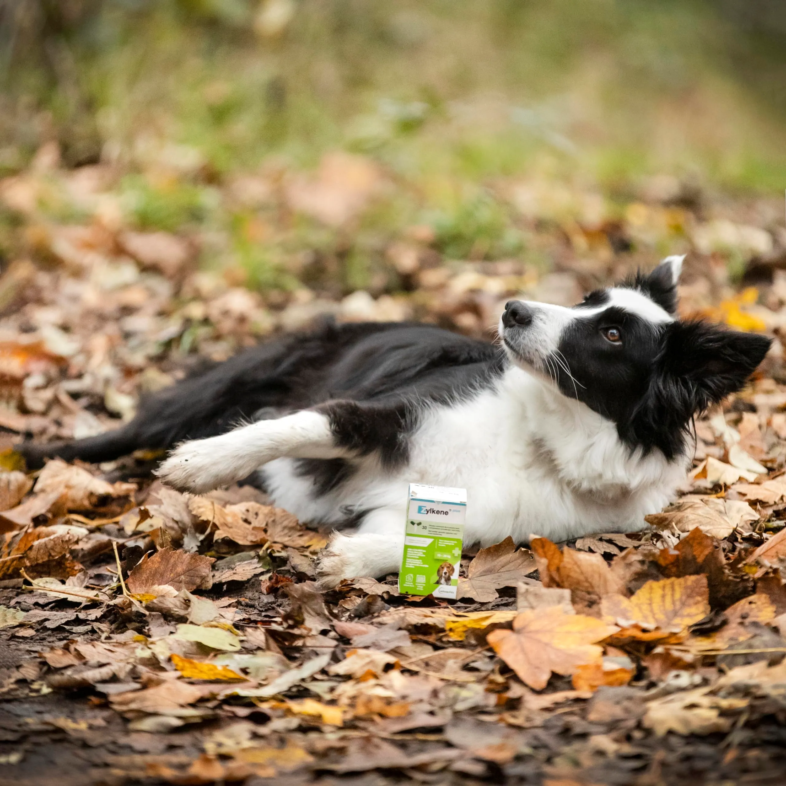 Vetoquinol Zylkene Plus Mangime Complementare per Cani 10-30 kg, 225 mg, 30 capsule - immagine 5