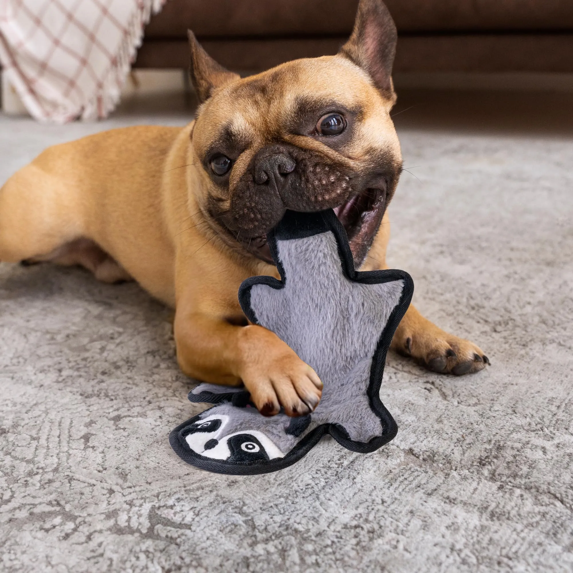 SHARLOVY Raccoon - Giocattolo per cani cigolante e crepitante, resistente per masticatori aggressivi, senza imbottitura, Small - immagine 5