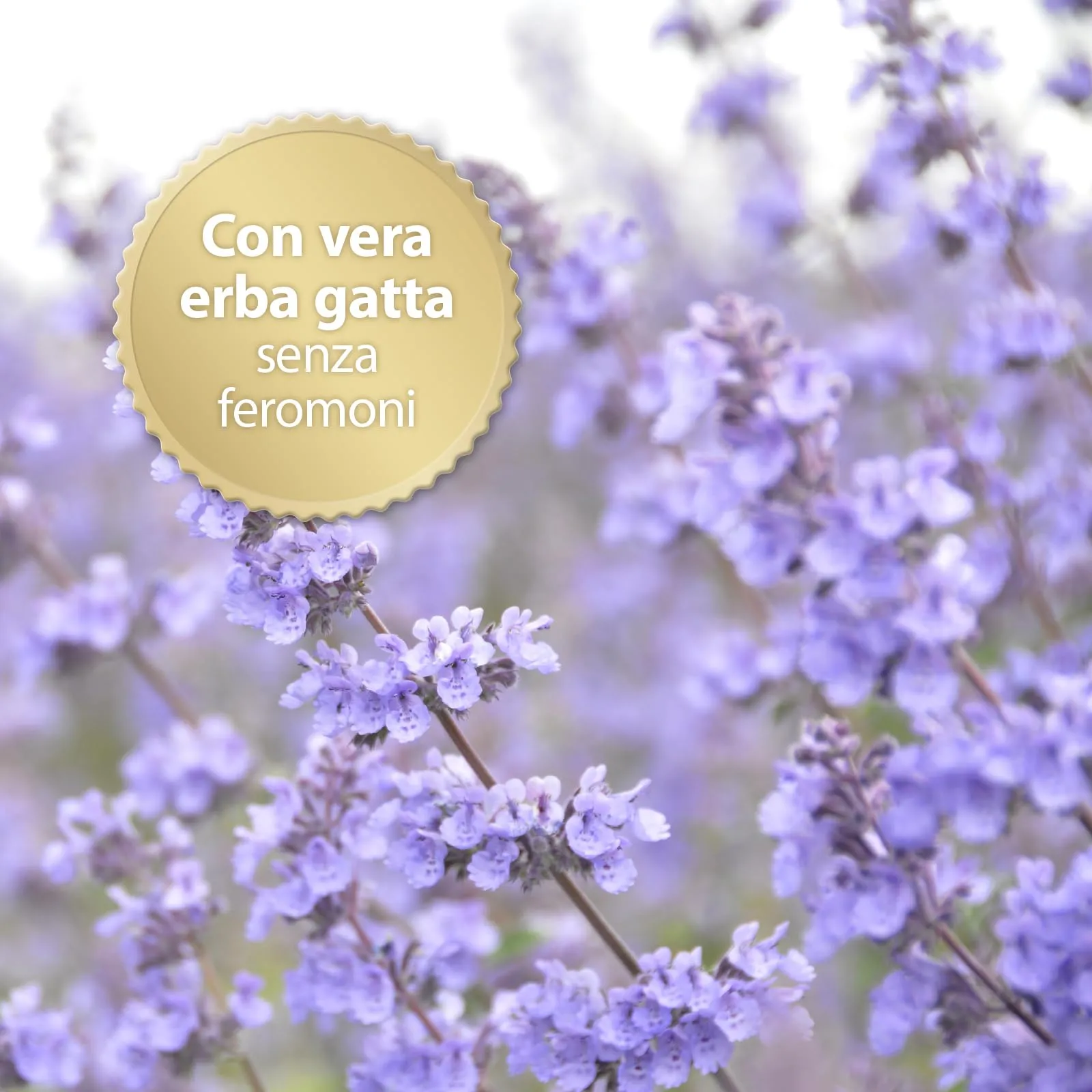 Felisept Family Comfort Diffusore Antistress per Gatti, Set 45ml con Erba Gatta Naturale - immagine 4