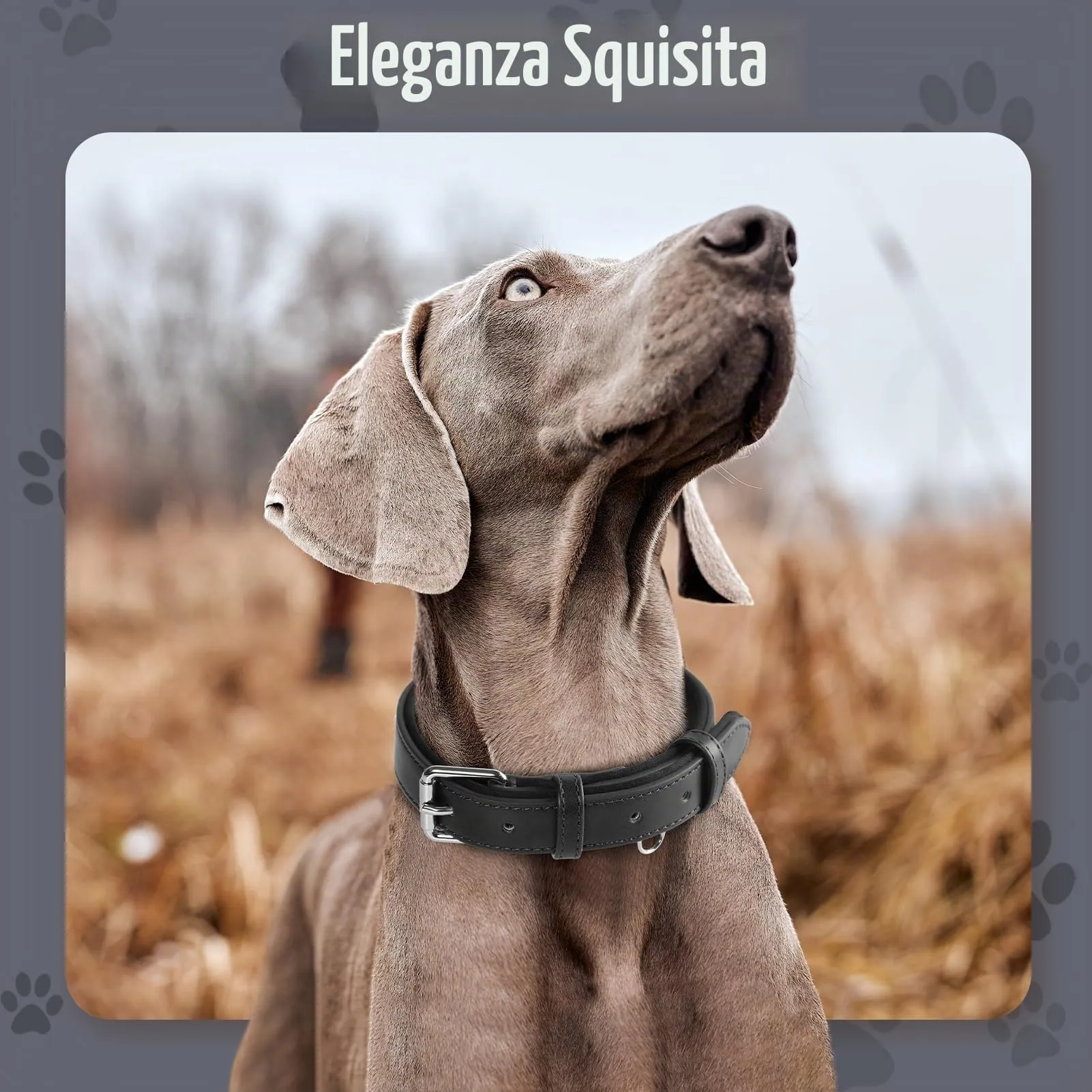 Grand Line Collare per Cane in Pelle Imbottito, Nero, L - immagine 2