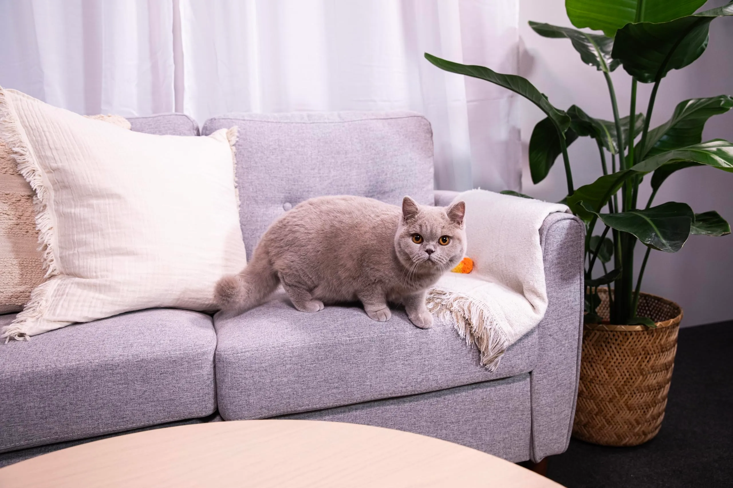 Sanicat Lettiera per gatti Classic senza profumo, 10 L - immagine 8