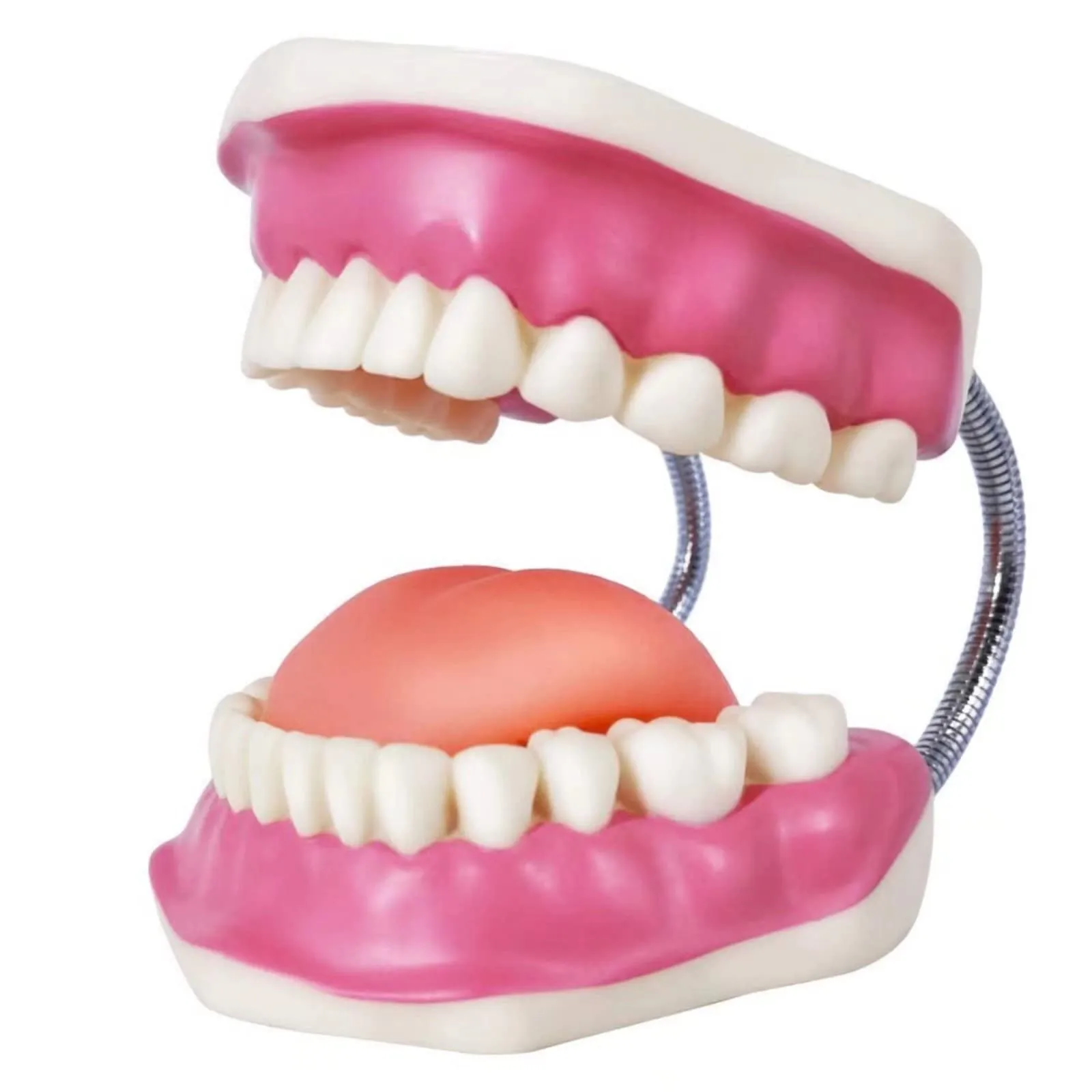EVOTECH SCIENTIFIC Modello di Denti Adulti per Educazione Odontoiatrica, 28 Denti, 1:1 - immagine 2