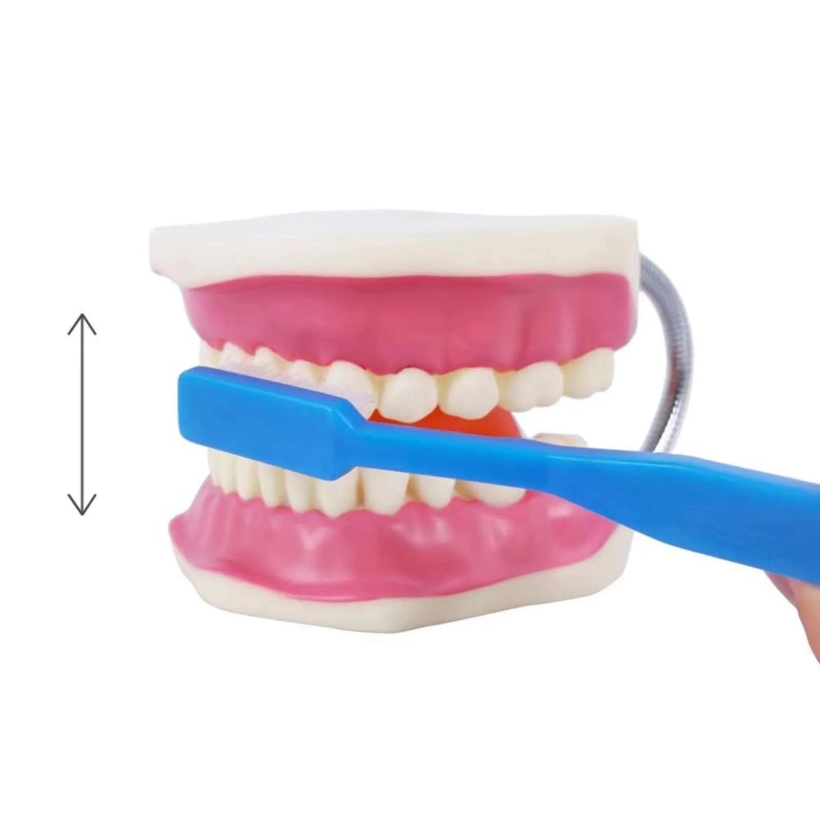 EVOTECH SCIENTIFIC Modello di Denti Adulti per Educazione Odontoiatrica, 28 Denti, 1:1 - immagine 3