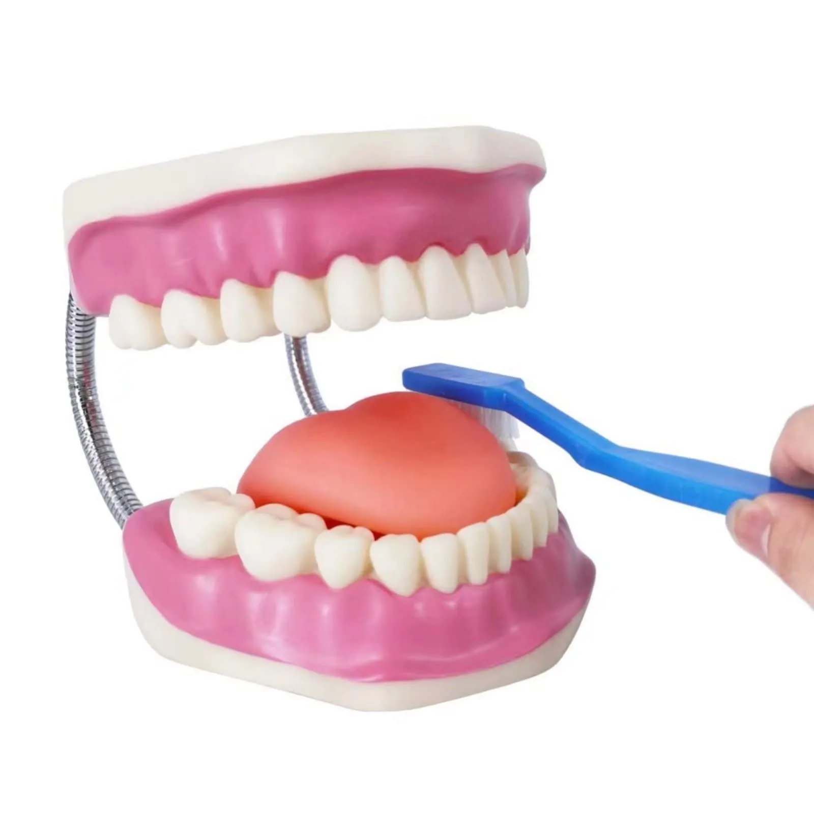EVOTECH SCIENTIFIC Modello di Denti Adulti per Educazione Odontoiatrica, 28 Denti, 1:1 - immagine 4