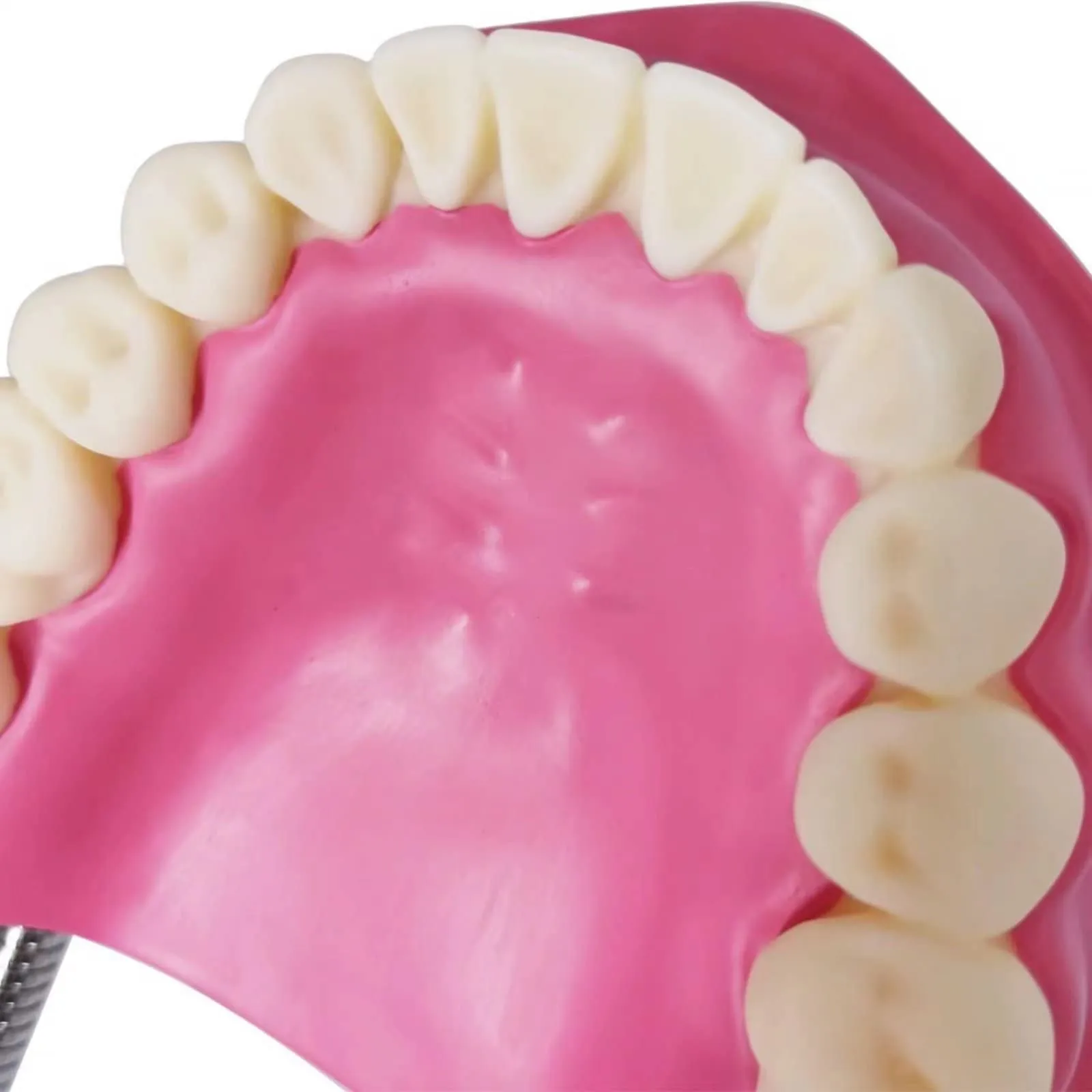 EVOTECH SCIENTIFIC Modello di Denti Adulti per Educazione Odontoiatrica, 28 Denti, 1:1 - immagine 5