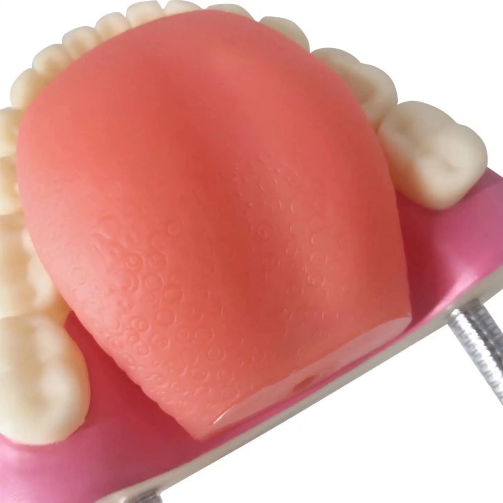 EVOTECH SCIENTIFIC Modello di Denti Adulti per Educazione Odontoiatrica, 28 Denti, 1:1 - immagine 6