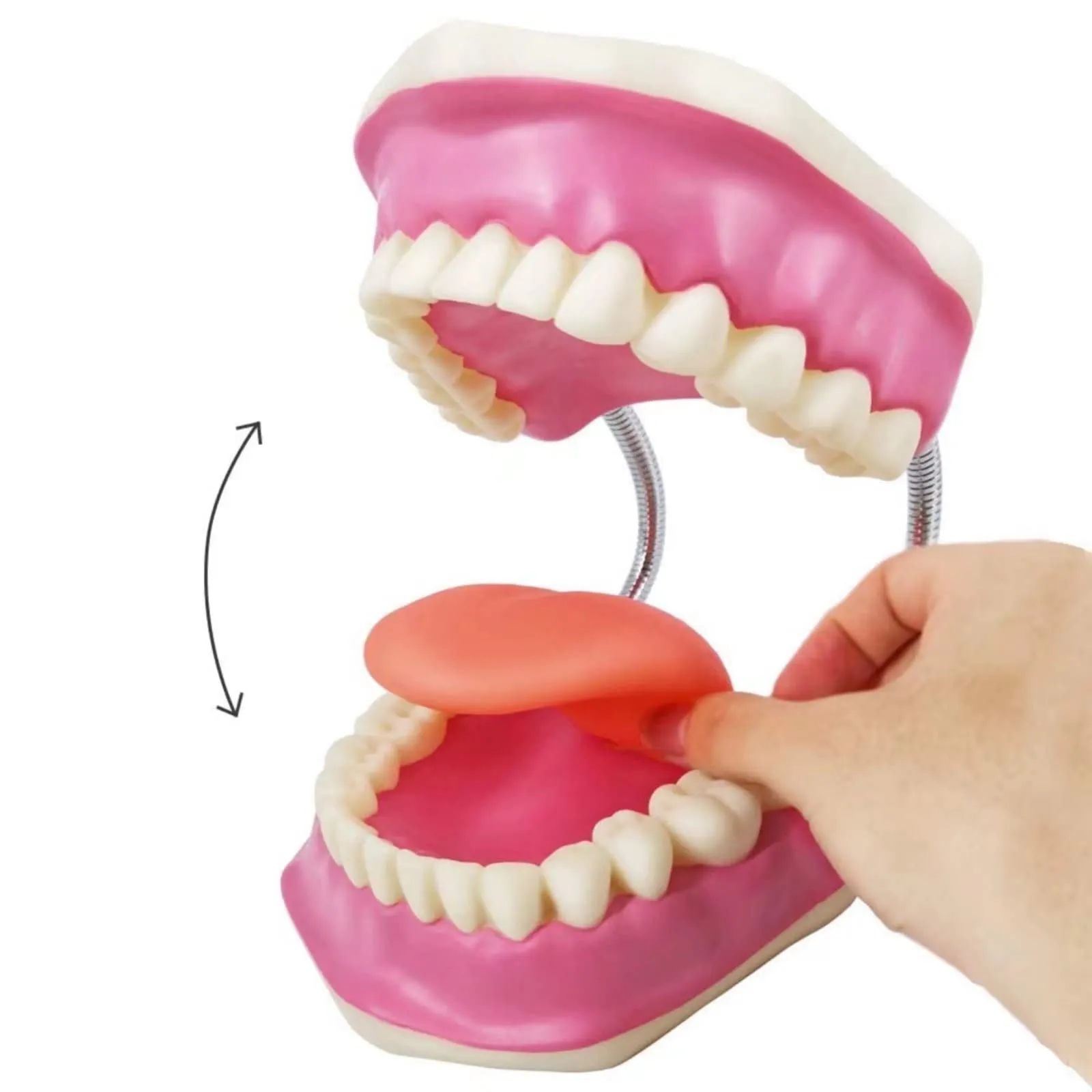 EVOTECH SCIENTIFIC Modello di Denti Adulti per Educazione Odontoiatrica, 28 Denti, 1:1 - immagine 7