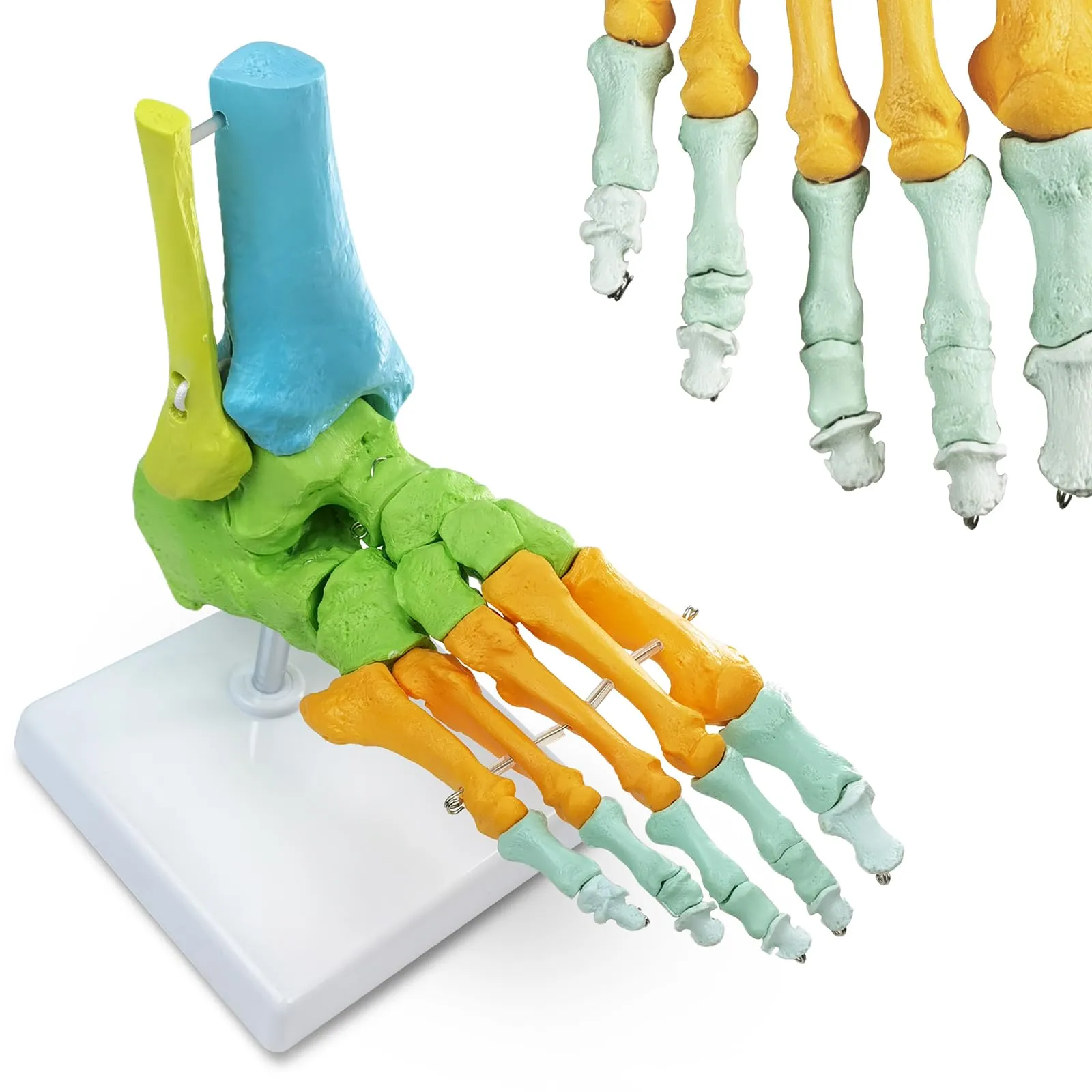 EVOTECH SCIENTIFIC Modello di Piede Destro Umano Articolato, Scala 1:1, G Foot A109C - immagine 1