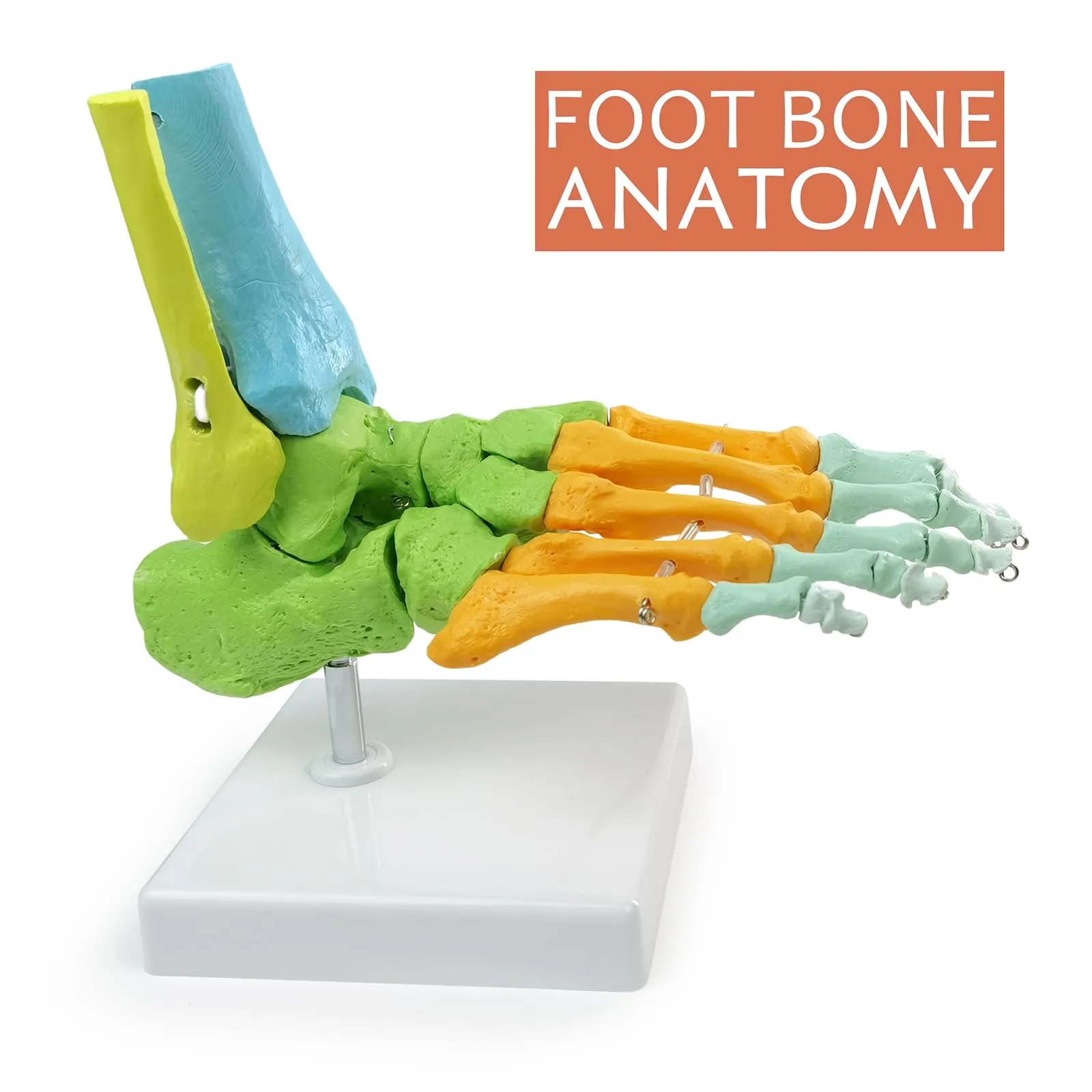 EVOTECH SCIENTIFIC Modello di Piede Destro Umano Articolato, Scala 1:1, G Foot A109C - immagine 2