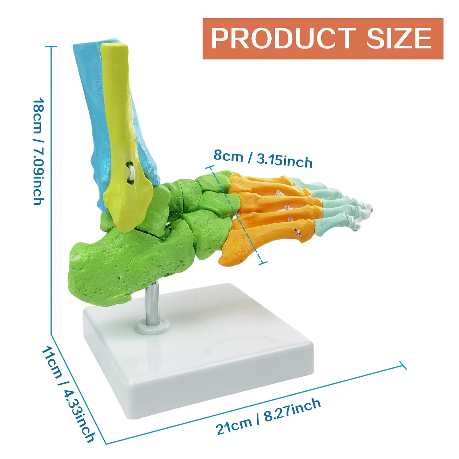 EVOTECH SCIENTIFIC Modello di Piede Destro Umano Articolato, Scala 1:1, G Foot A109C - immagine 3