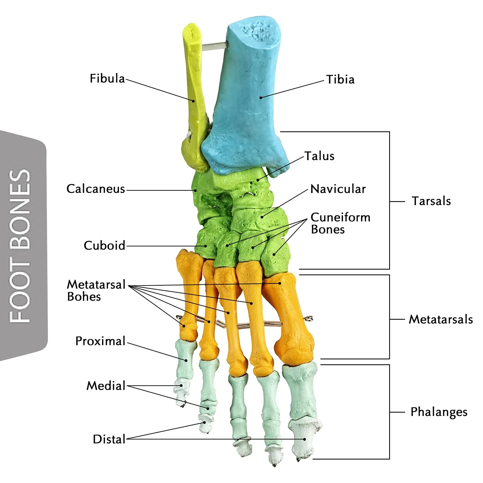 EVOTECH SCIENTIFIC Modello di Piede Destro Umano Articolato, Scala 1:1, G Foot A109C - immagine 5