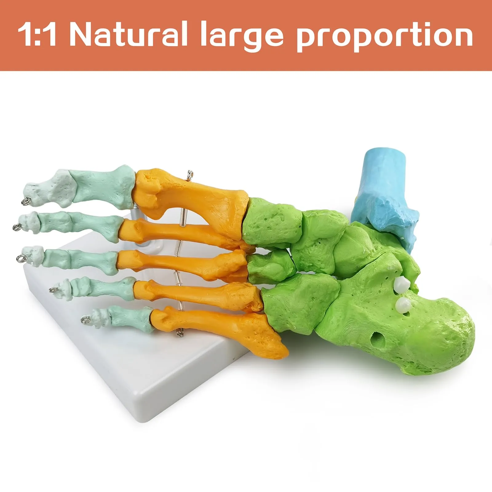 EVOTECH SCIENTIFIC Modello di Piede Destro Umano Articolato, Scala 1:1, G Foot A109C - immagine 7