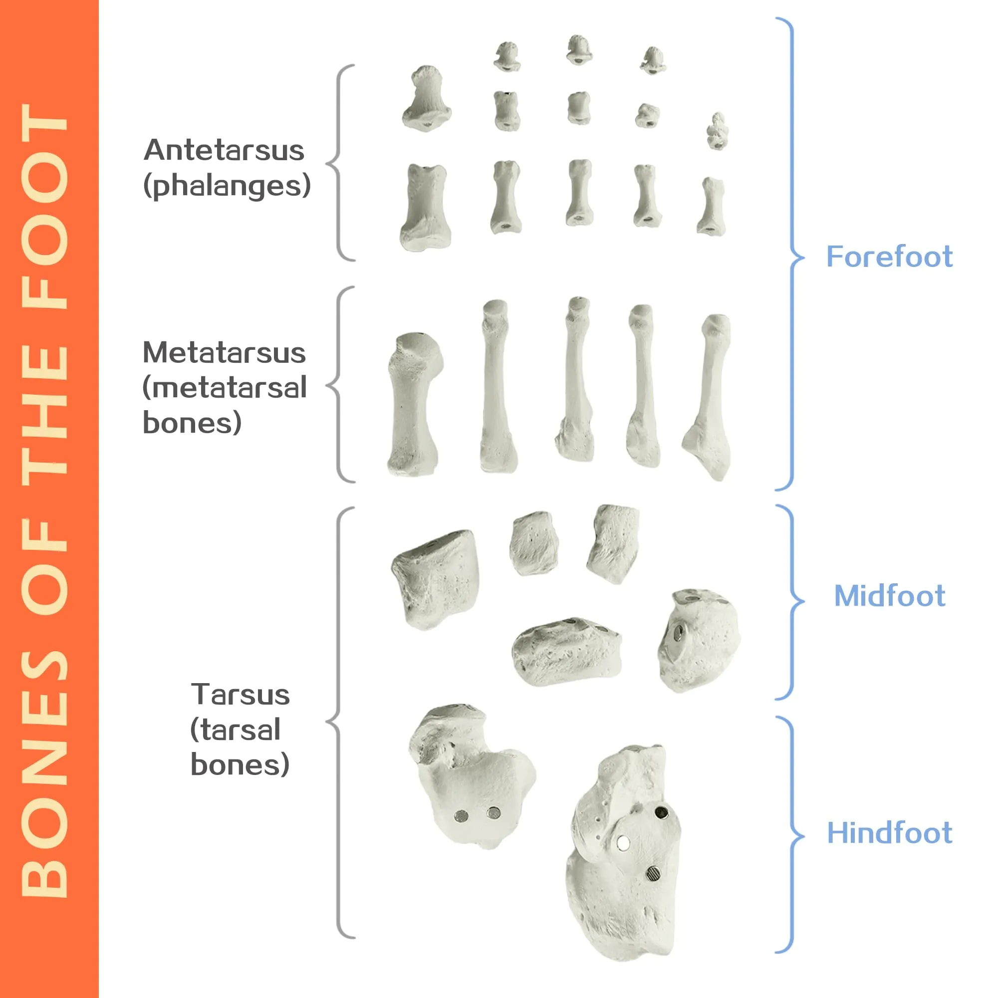 EVOTECH SCIENTIFIC Modello di Piede Destro Umano con Tibia e Perone, Scala 1:1, Magnetico - immagine 2