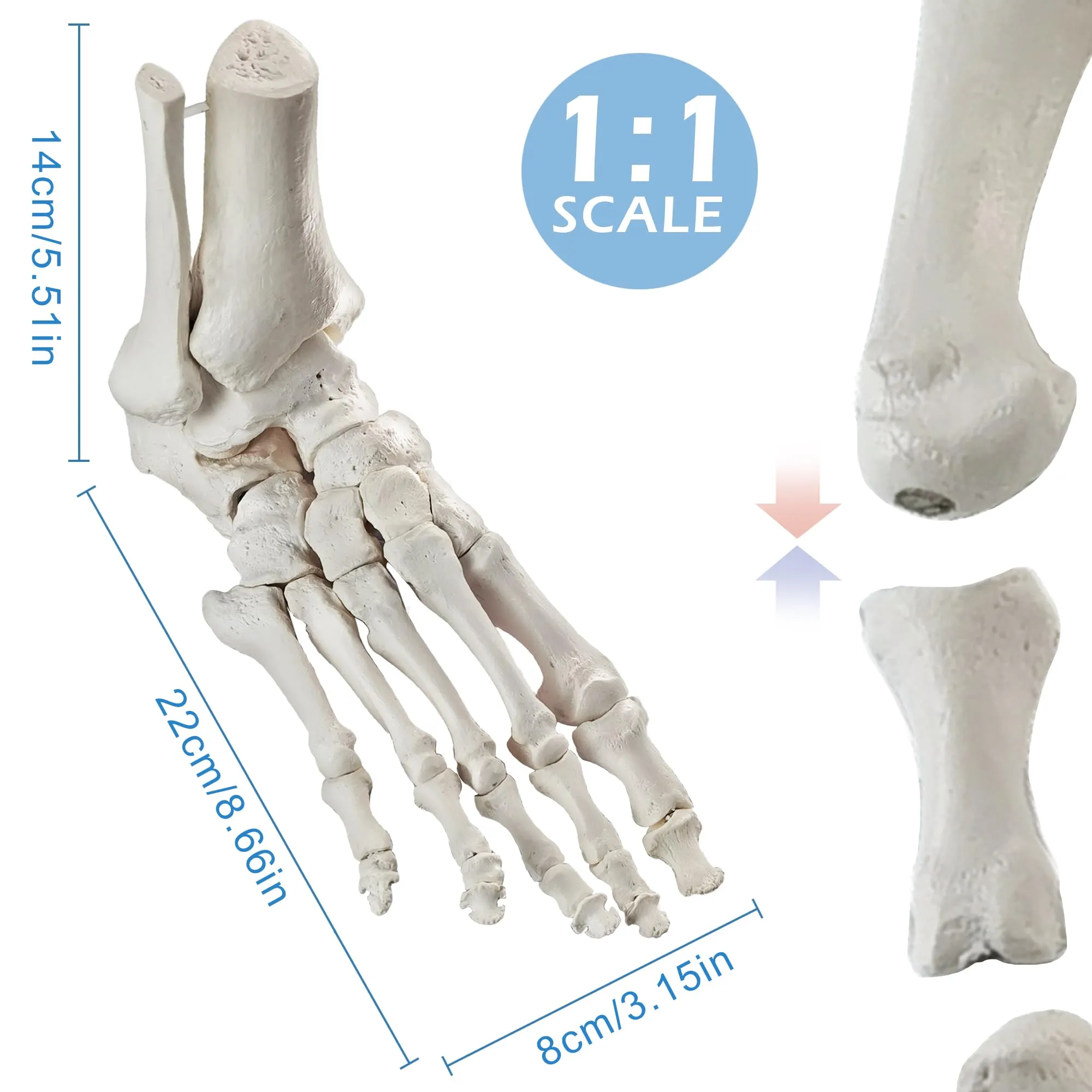 EVOTECH SCIENTIFIC Modello di Piede Destro Umano con Tibia e Perone, Scala 1:1, Magnetico - immagine 3