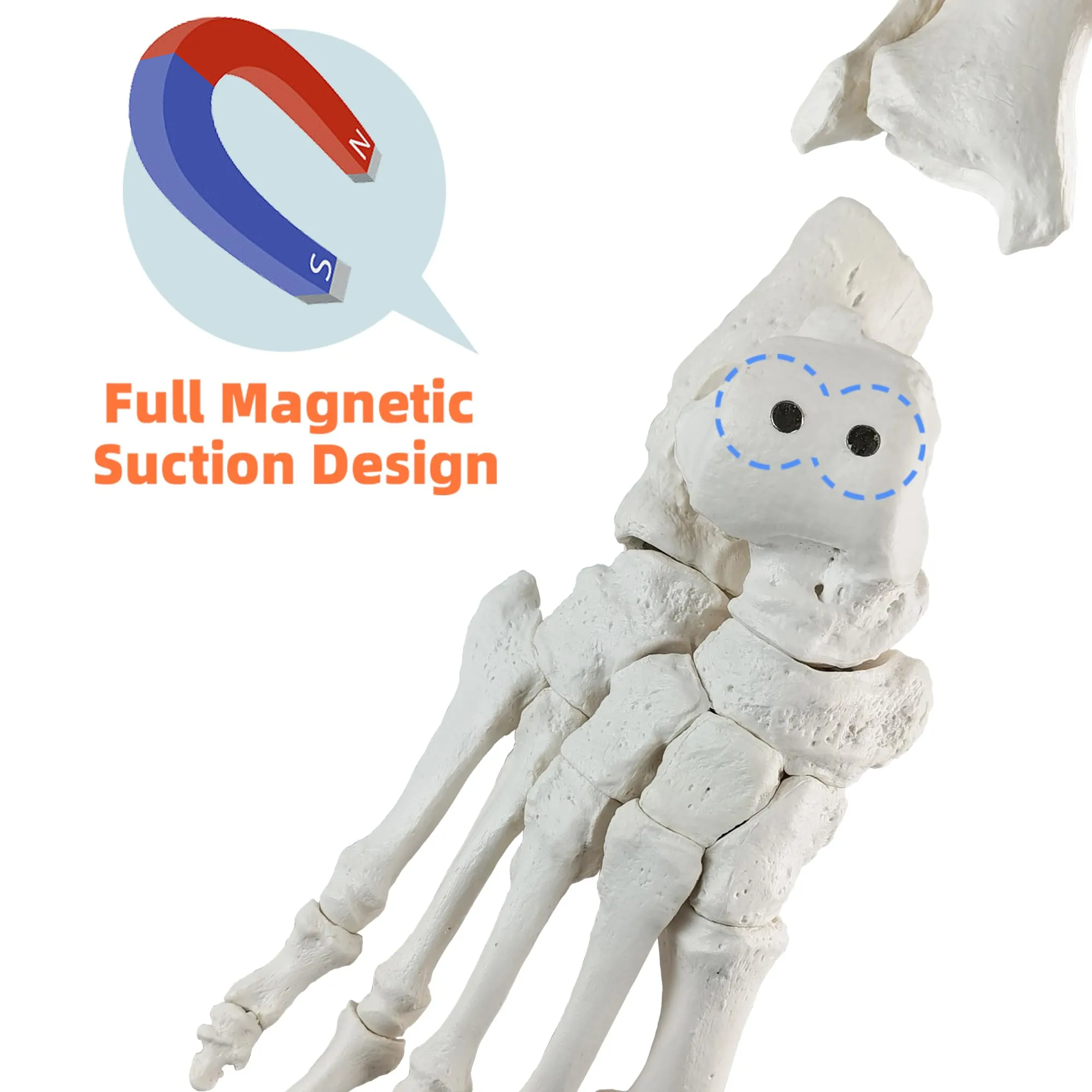 EVOTECH SCIENTIFIC Modello di Piede Destro Umano con Tibia e Perone, Scala 1:1, Magnetico - immagine 5