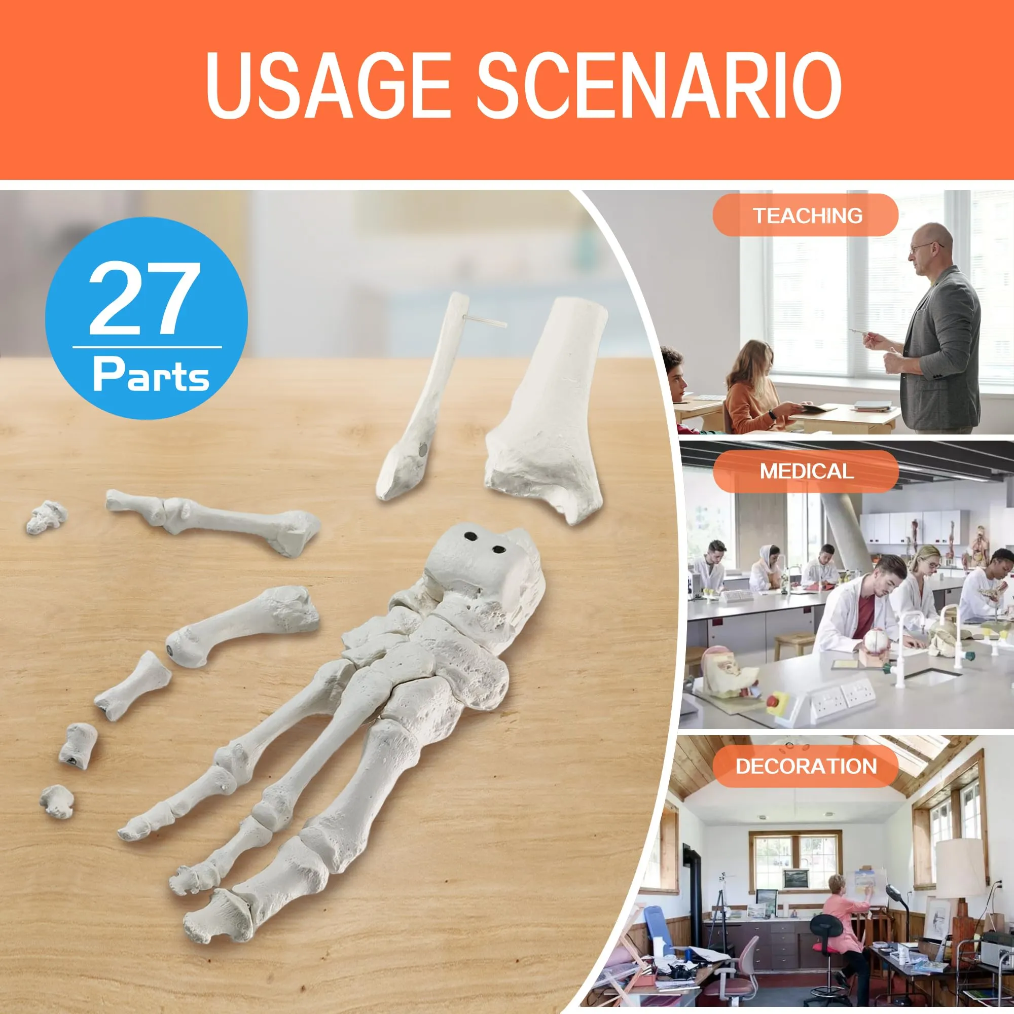 EVOTECH SCIENTIFIC Modello di Piede Destro Umano con Tibia e Perone, Scala 1:1, Magnetico - immagine 6