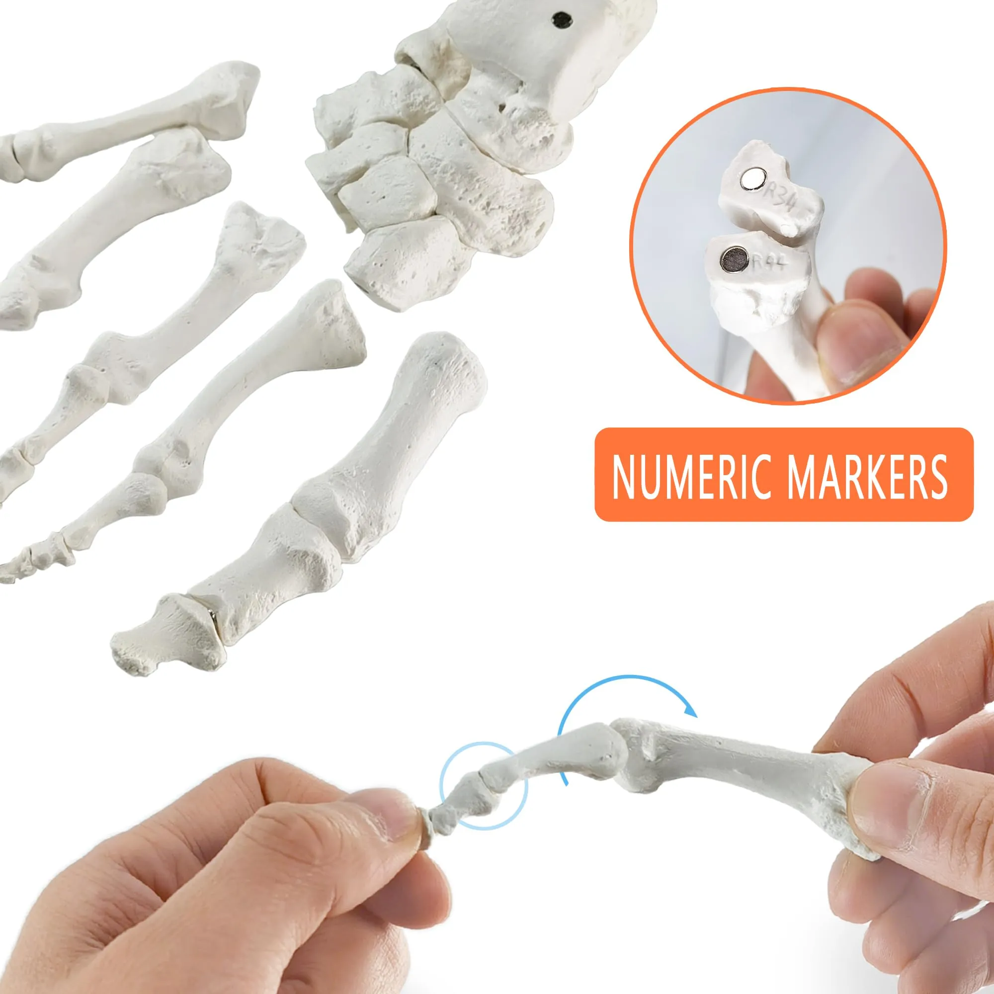 EVOTECH SCIENTIFIC Modello di Piede Destro Umano con Tibia e Perone, Scala 1:1, Magnetico - immagine 7