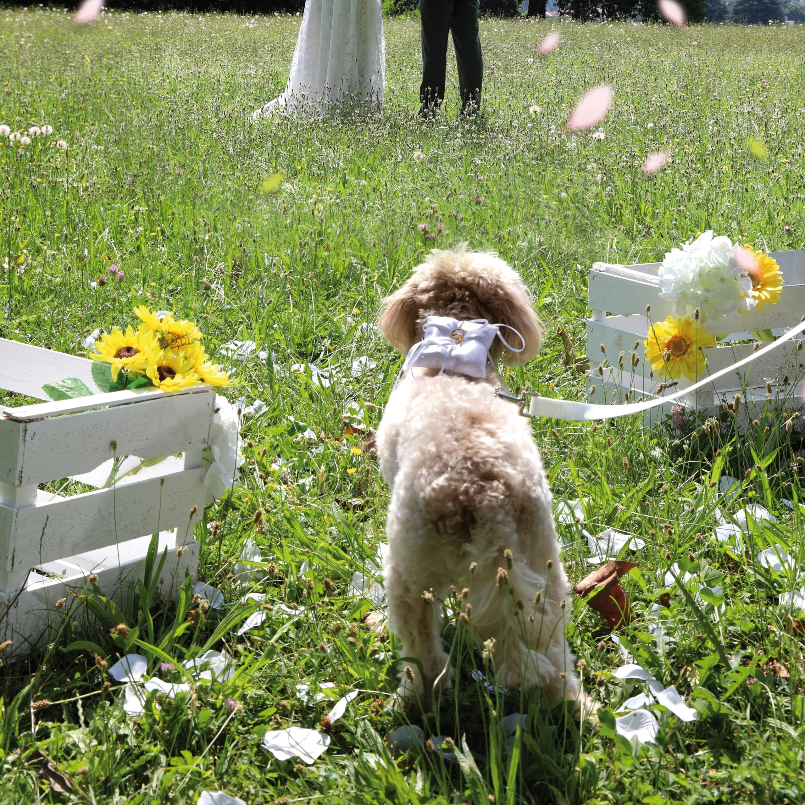 Croci Ceremony Pettorina per cani porta fedi ad H con cuscino, Bianca, S (38-54 cm) - immagine 5