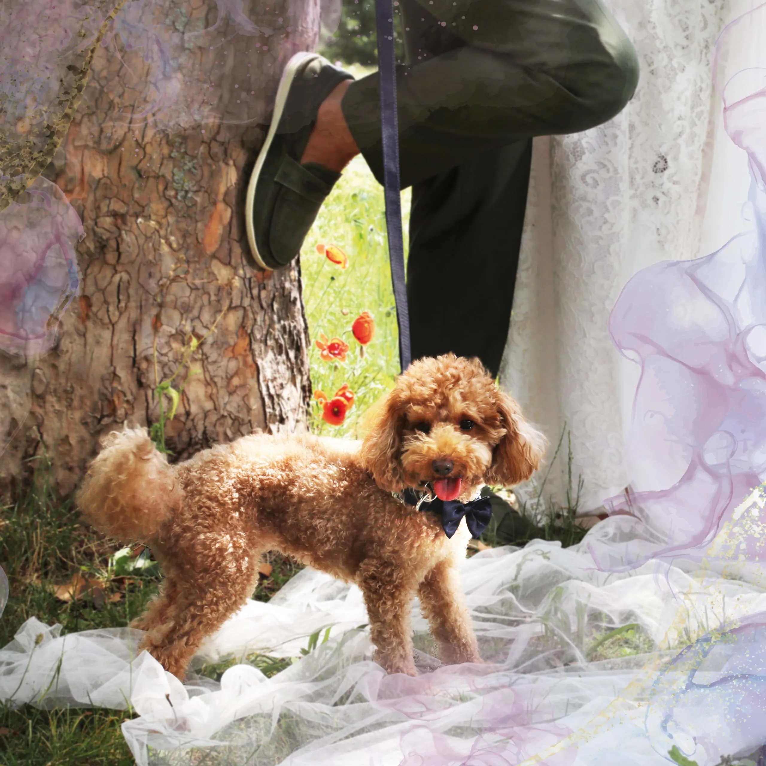 Croci Ceremony Collare per cani con papillon, Blu Satinato, Taglia M (32-50 cm) - immagine 5