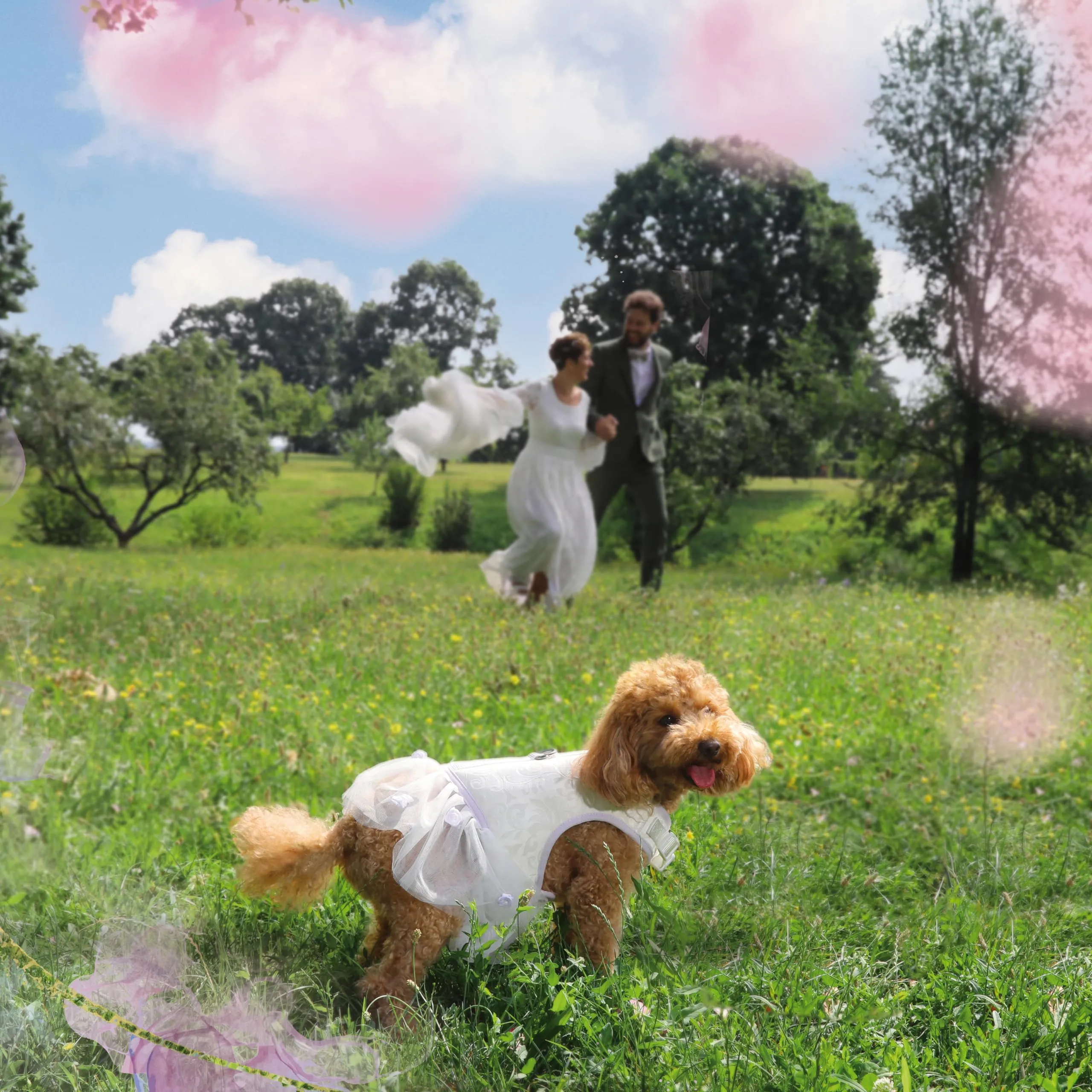 Croci Ceremony Bride Collare per cani con fiocco rimovibile, Bianco e Oro, Taglia S (28-44 cm) - immagine 5