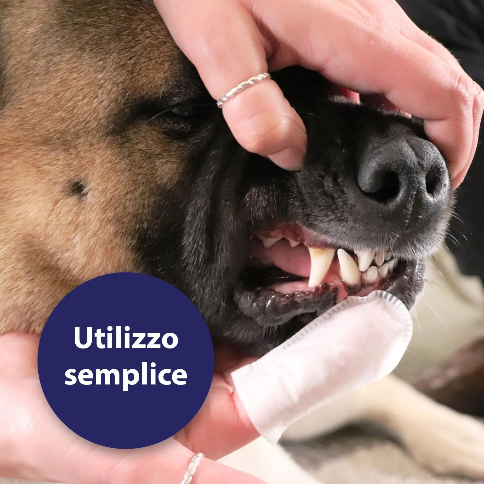 Canosept Dischetti Pulizia Denti Per Cani, 50 Pezzi - immagine 6
