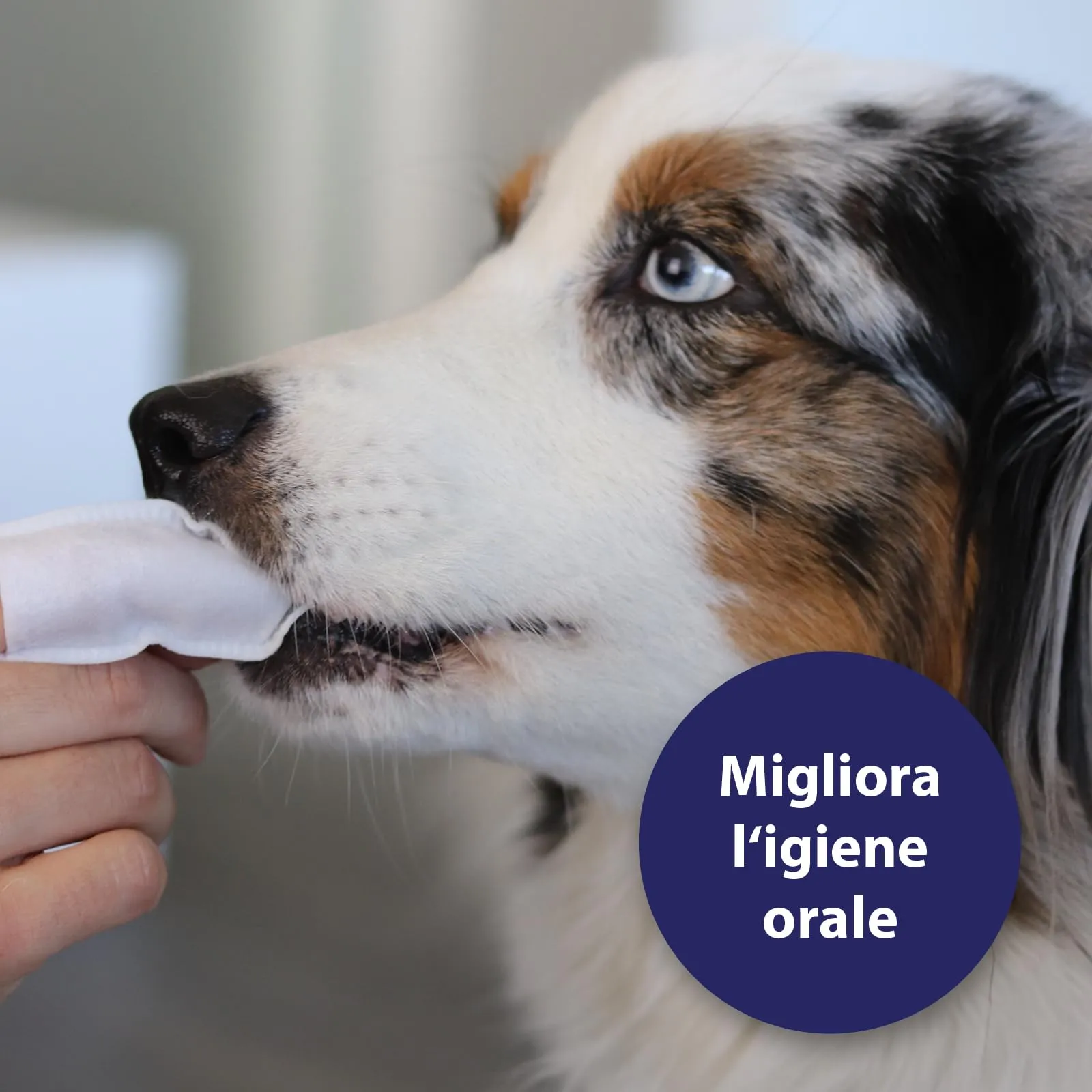 Canosept Dischetti Pulizia Denti Per Cani, 3 x 50 Pezzi - immagine 3