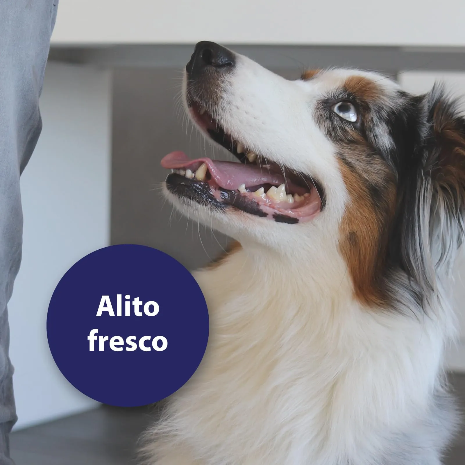 Canosept Dischetti Pulizia Denti Per Cani, 3 x 50 Pezzi - immagine 6