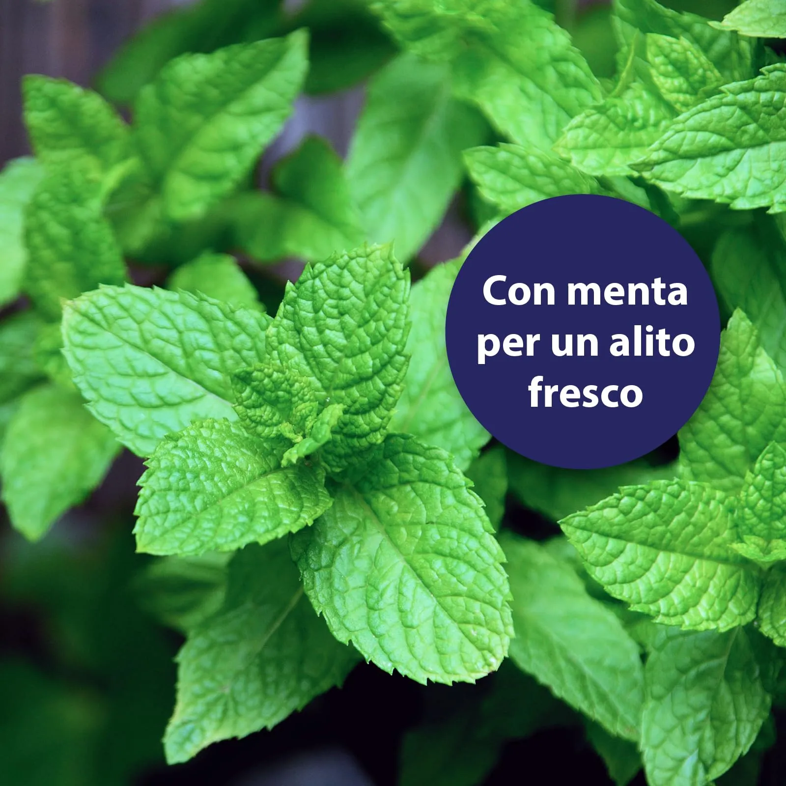 Canosept Dentifricio per Cani, 100g - immagine 4