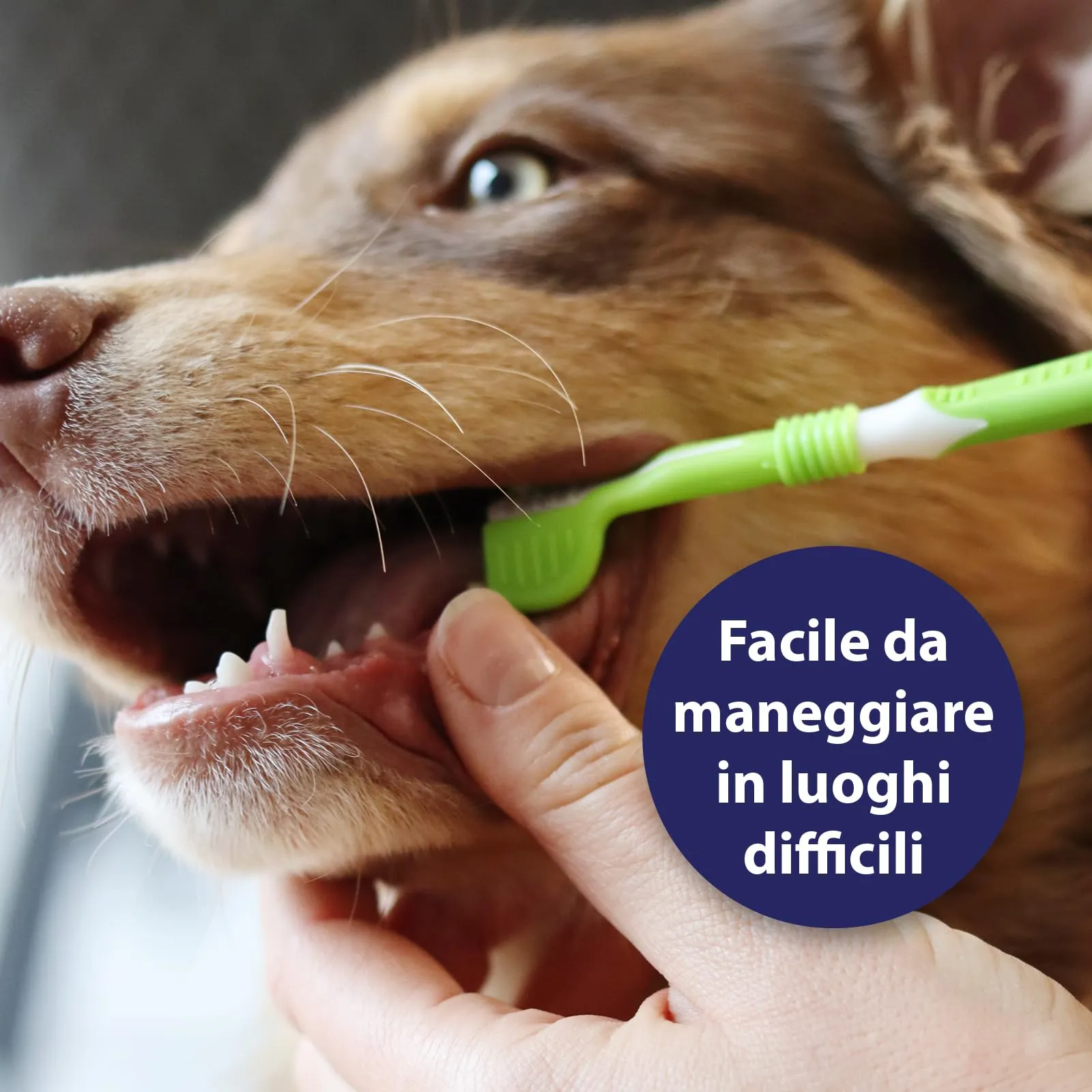 Canosept Spazzolino per Cani con 3 Teste - immagine 6