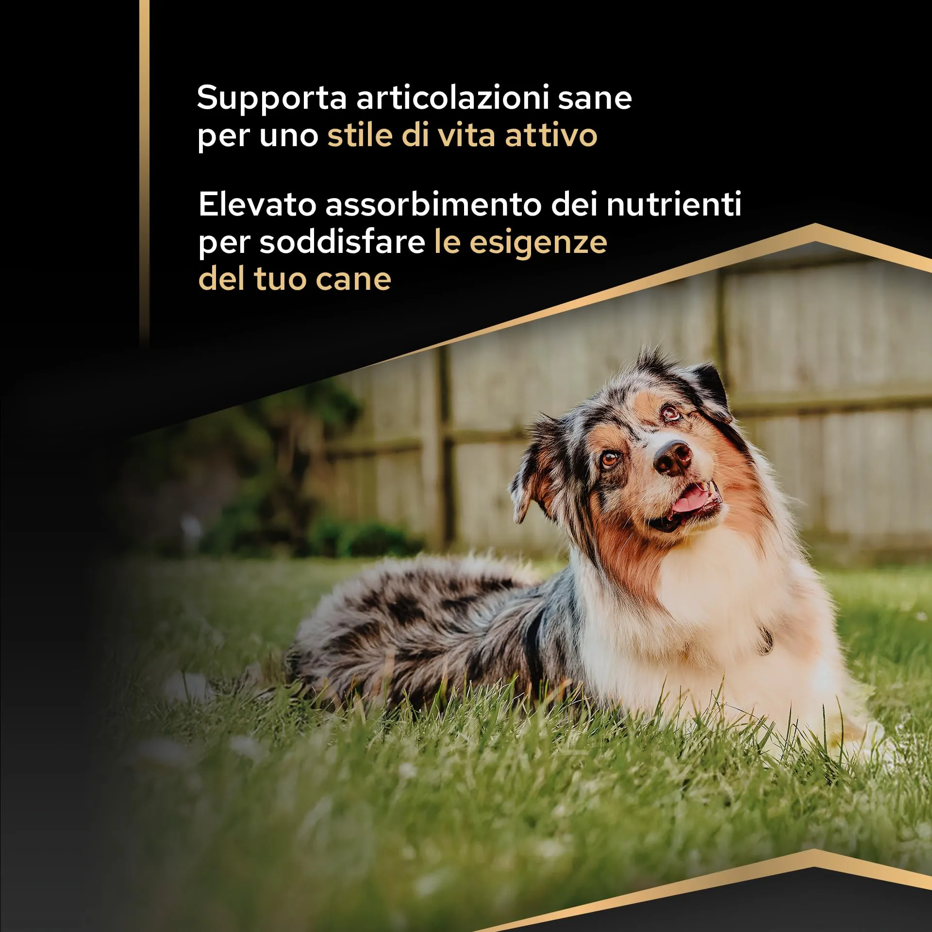 Purina Pro Plan Everyday Nutrition Crocchette per Cani Adulti Taglia Media al Pollo, 14 kg - immagine 3