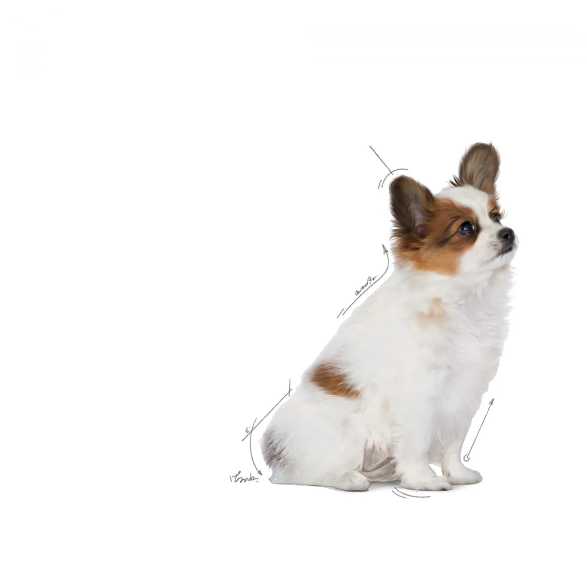 Royal Canin X-Small Junior 3kg - immagine 3